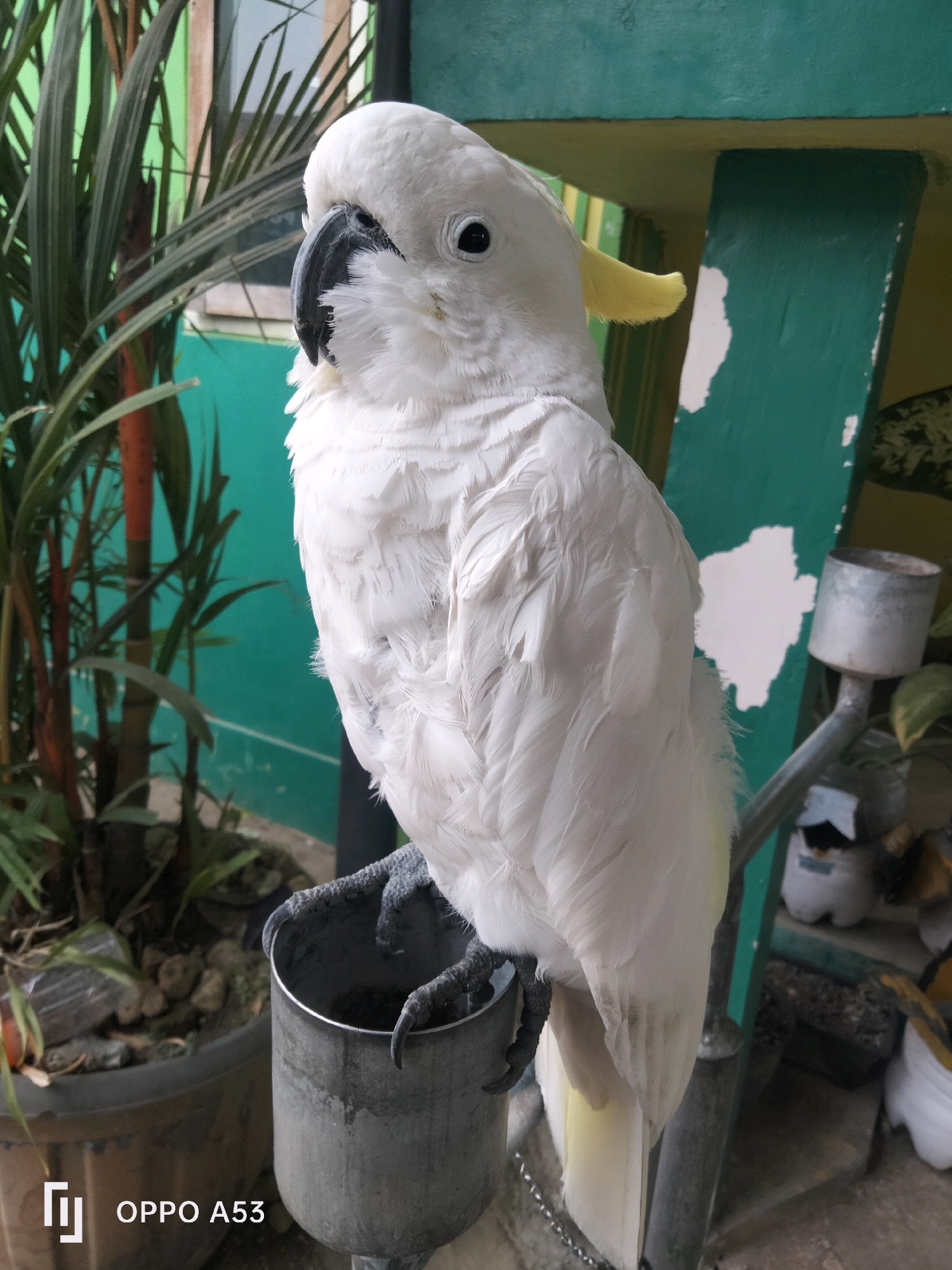 A white cockatoo with a yellow crest is perched on a metal cup, its black talons gripping the rim. The bird is facing left, with its head slightly turned towards the camera. Its feathers are ruffled, giving it a somewhat disheveled appearance. In the background, lush green foliage can be seen, along with a turquoise-colored wall and parts of a wooden structure. The scene appears to be outdoors, possibly in a garden or courtyard. The lower left corner of the image displays the "OPPO A53" watermark, indicating the device used for capture. The overall lighting suggests it is daytime.
