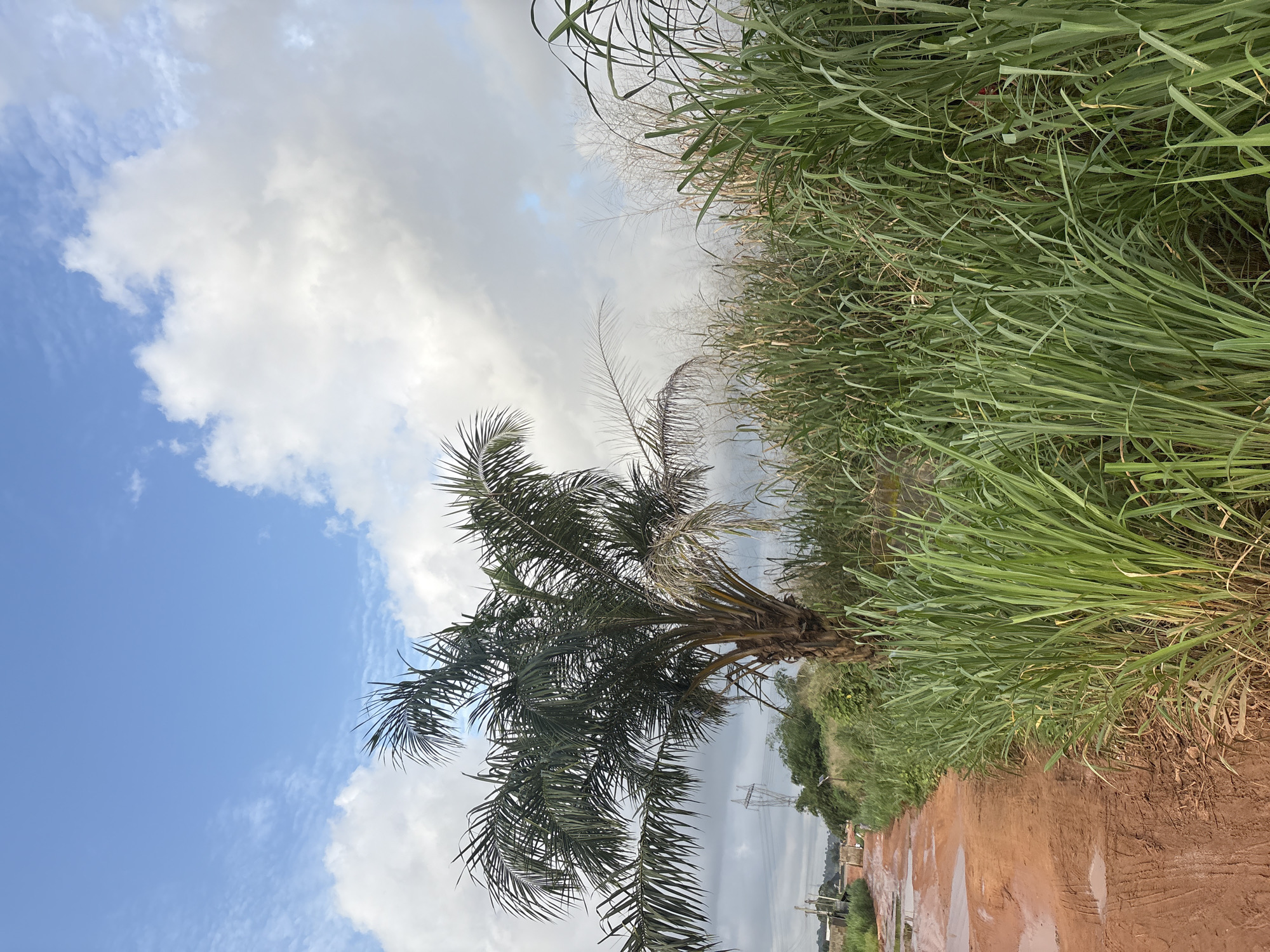 This is a landscape photograph taken on a dirt road in Obosi, Nigeria. The road is muddy with several puddles, indicating recent rainfall. To the right of the road, tall green grass grows densely. A palm tree stands prominently in the middle ground, with its fronds extending towards the sky. In the background, there are more trees, vegetation, and a high-voltage electricity pylon. The sky is partly cloudy with a mix of blue sky and white clouds, suggesting overcast or changing weather conditions. The overall scene depicts a rural or undeveloped area within the city.