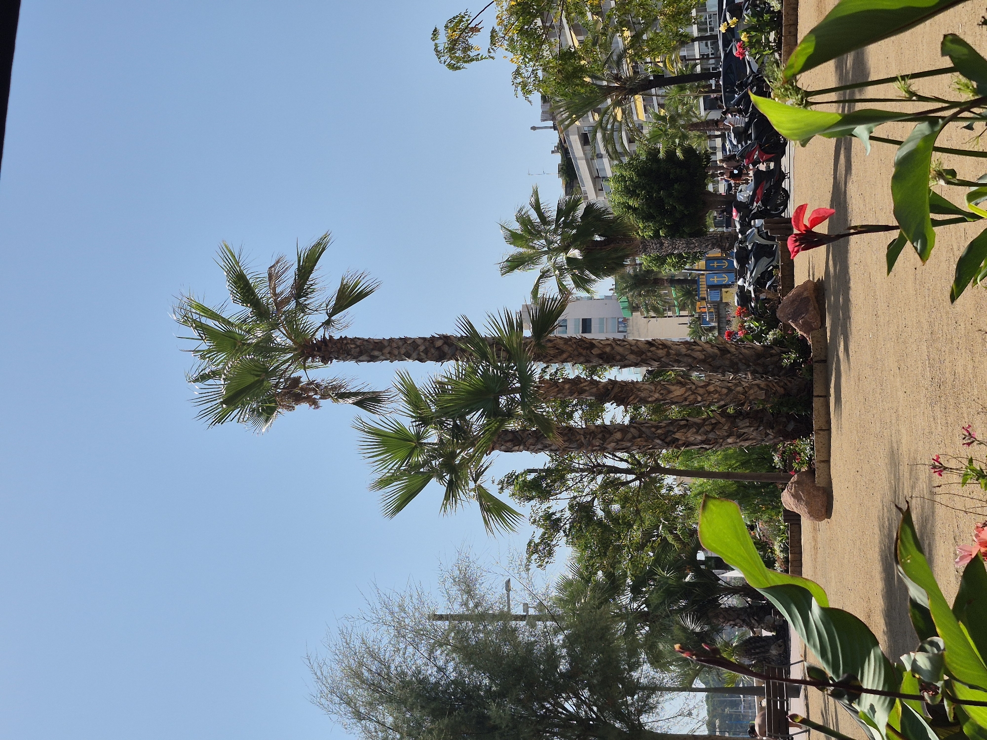 The image captures a sunny day in Lloret de Mar, Spain, with a focus on a park area featuring several palm trees and lush greenery. In the foreground, large green leaves and a vibrant red flower are prominent. The background reveals a sandy path, a decorative border with smaller plants and flowers, and a large rock. Beyond the park, a row of parked motorcycles and scooters is visible, with buildings and more trees in the distance under a clear blue sky. The architecture suggests a coastal European city, consistent with Lloret de Mar's known appearance.