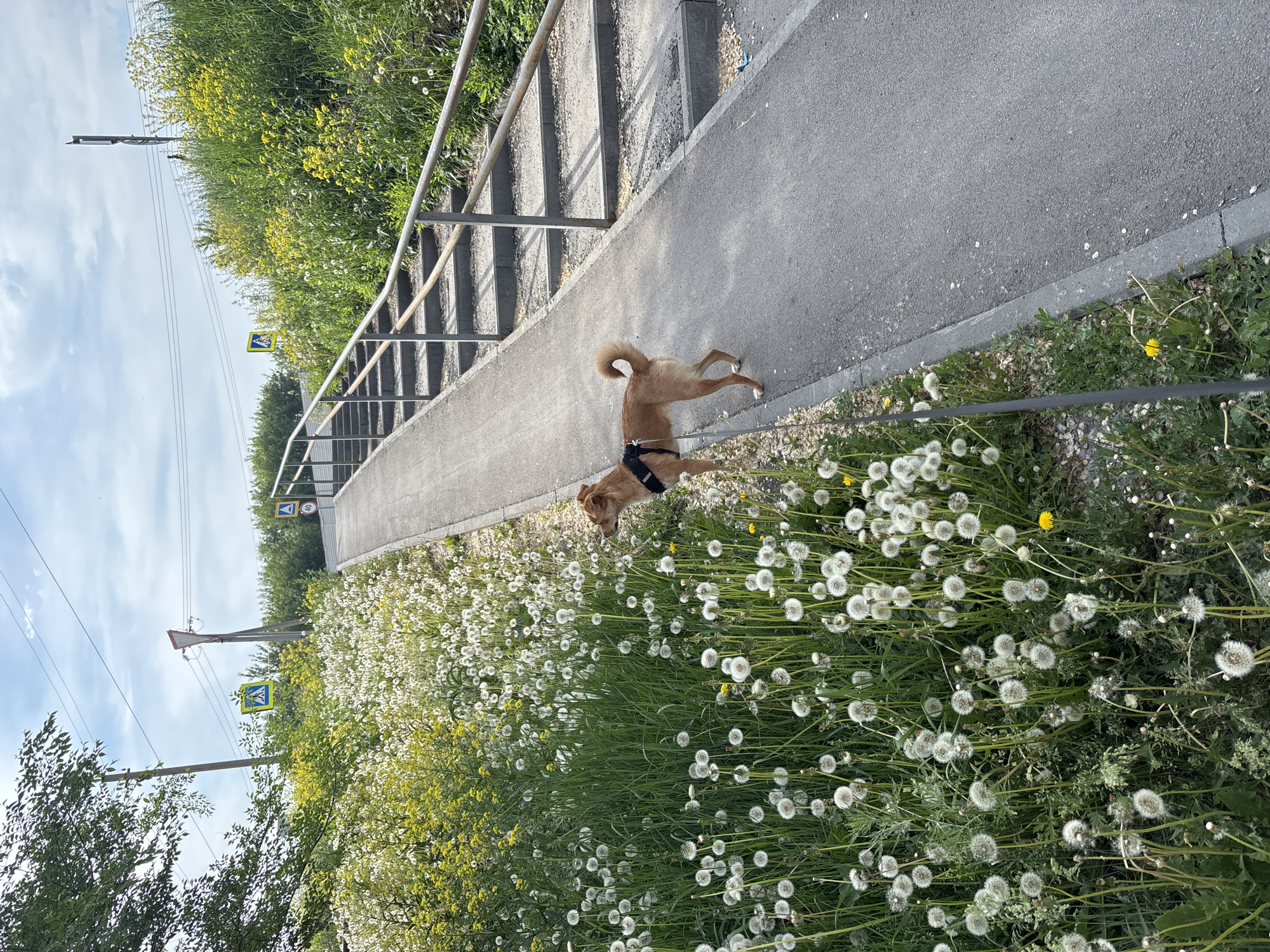 The image depicts a dog standing on a paved path next to a grassy slope filled with dandelions. A set of concrete stairs with metal railings ascends the slope to the right of the path. There are pedestrian crossing signs visible on poles along the slope, one is yellow with a blue square and a white pedestrian symbol. Another sign is a triangular warning sign with a red border and a white center. Overhead, power lines crisscross the sky, which is partly cloudy. The overall environment suggests an outdoor urban or suburban setting, possibly a park or a pedestrian walkway in Inskoy, Russia. The dog, a medium-sized light brown breed with a black harness, is facing towards the left, its tail curled upwards.