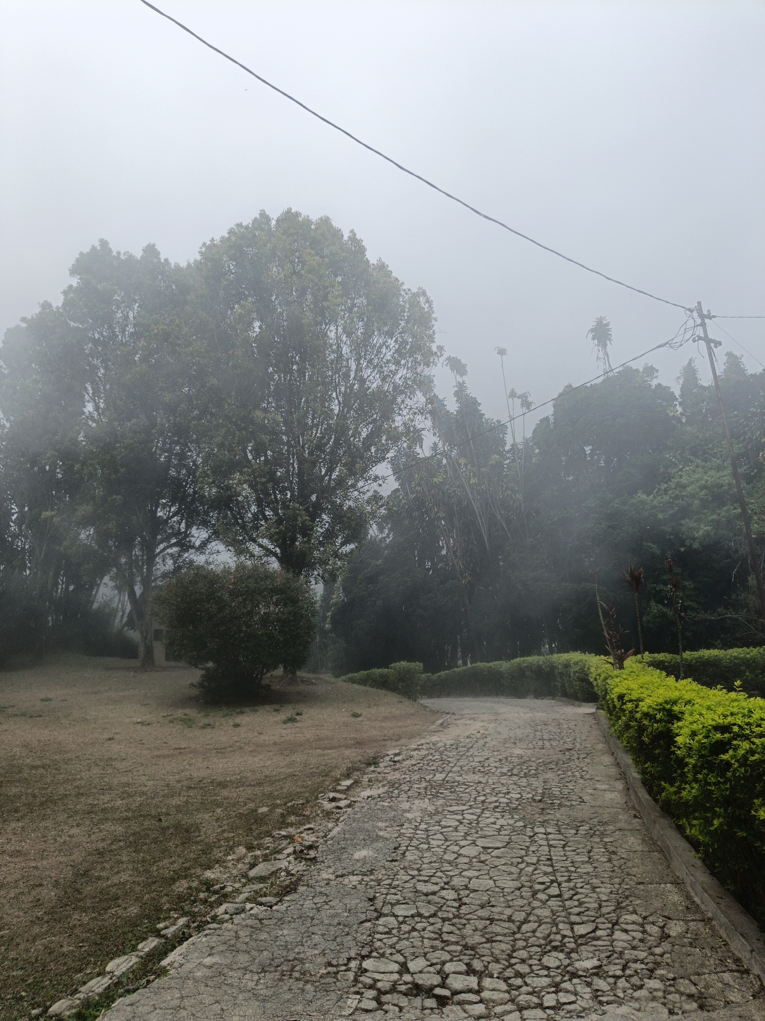 The image depicts a misty park scene. A paved pathway, made of uneven stones, leads into the distance. To the right of the path is a neatly trimmed green hedge. To the left, the ground is covered in dry grass, and several trees of varying sizes are visible, some shrouded in fog. In the background, more trees and foliage create a dense, dark forest. A utility pole with wires is also present on the right side of the image. The overall atmosphere is tranquil and slightly obscured by the fog.