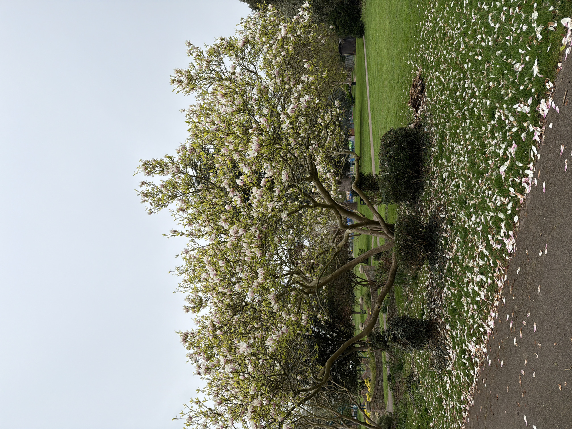 The image shows a blooming magnolia tree in a park. Petals cover the ground and a nearby path. A portion of the sky is visible. The location is in London, United Kingdom.