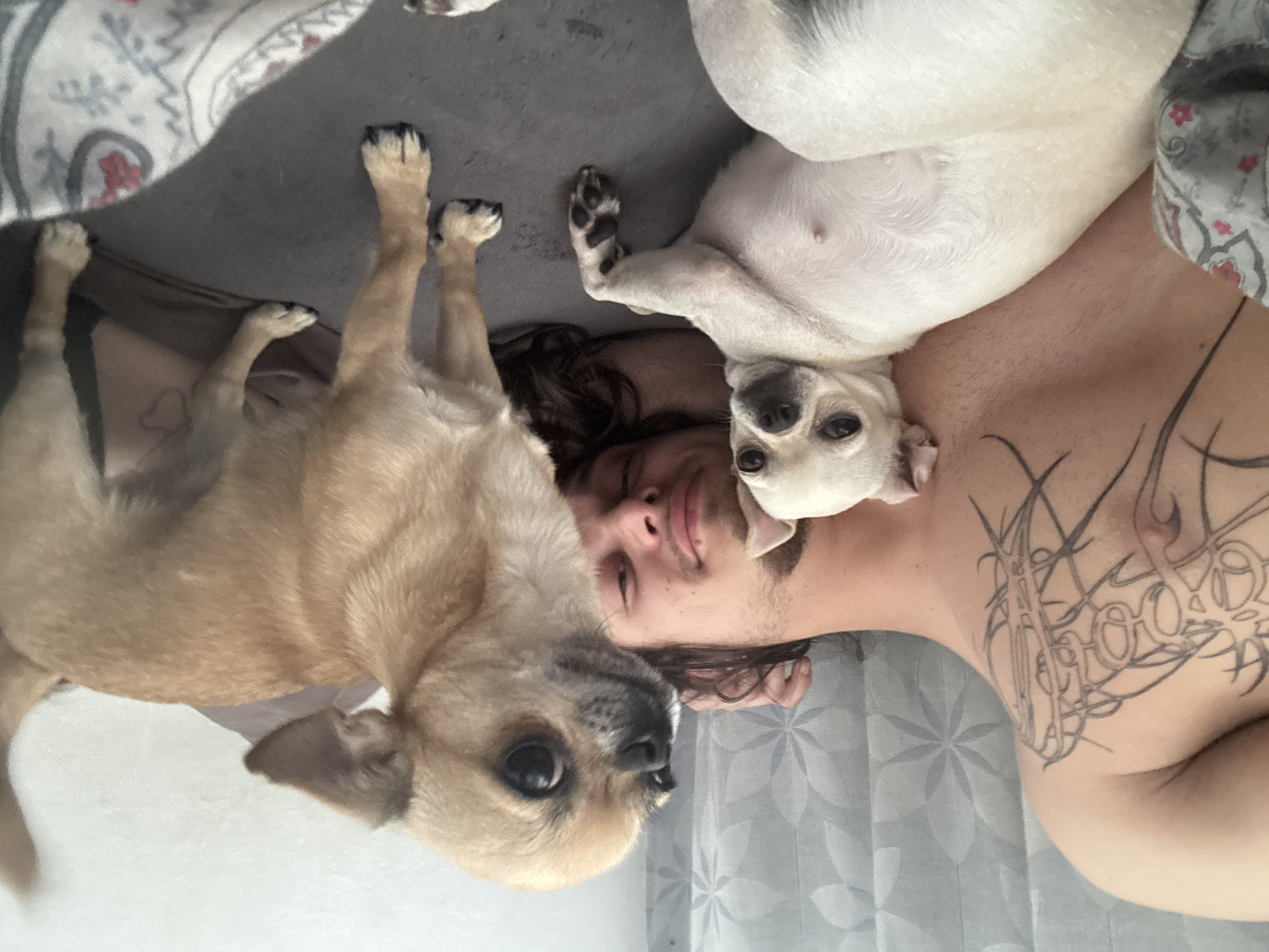 A man lies on his back on a bed with two dogs. The dog on the left is tan-colored and stands, while the dog on the right is white and lies on the man's chest. The man has a tattoo on his chest. The location is unknown and cannot be determined from the image.