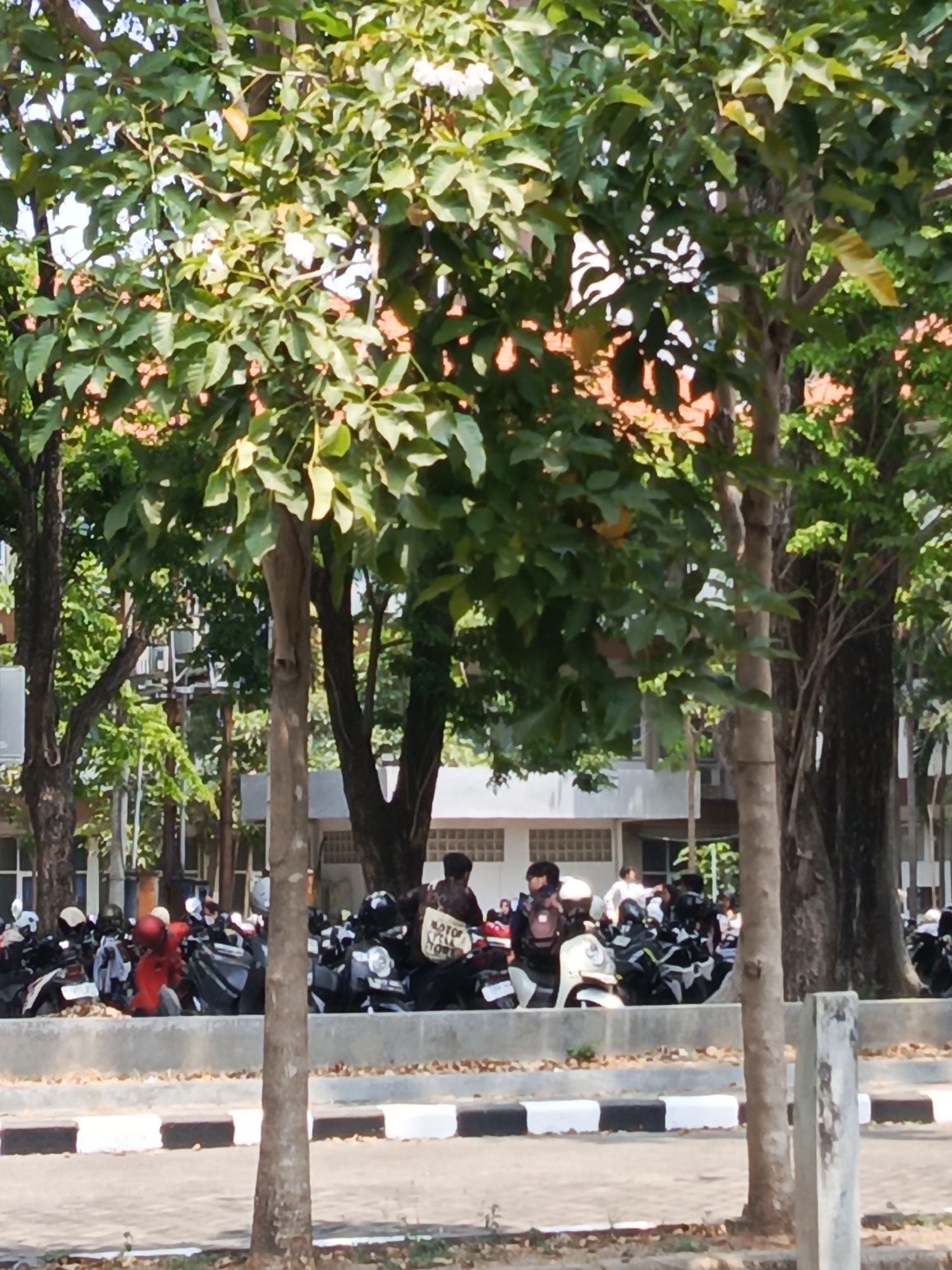 The image depicts a daytime outdoor scene with a focus on a parking area filled with numerous motorcycles. In the foreground, a concrete curb with black and white painted stripes borders a paved surface. Several trees with green foliage and some reddish-orange accents are prominent in the midground and background, partially obscuring buildings. The buildings appear to be institutional or educational structures, with visible windows and architectural details. A large number of parked motorcycles, in various colors including red, black, and white, are densely packed. Some people are visible, standing near or interacting with the motorcycles. One individual in the midground is holding a sign that reads "BETTER TOGETHER." The lighting suggests it is a sunny day. The presence of multiple motorcycles and the architectural style of the buildings are consistent with a location like a university campus or public parking area in Surabaya, Indonesia.