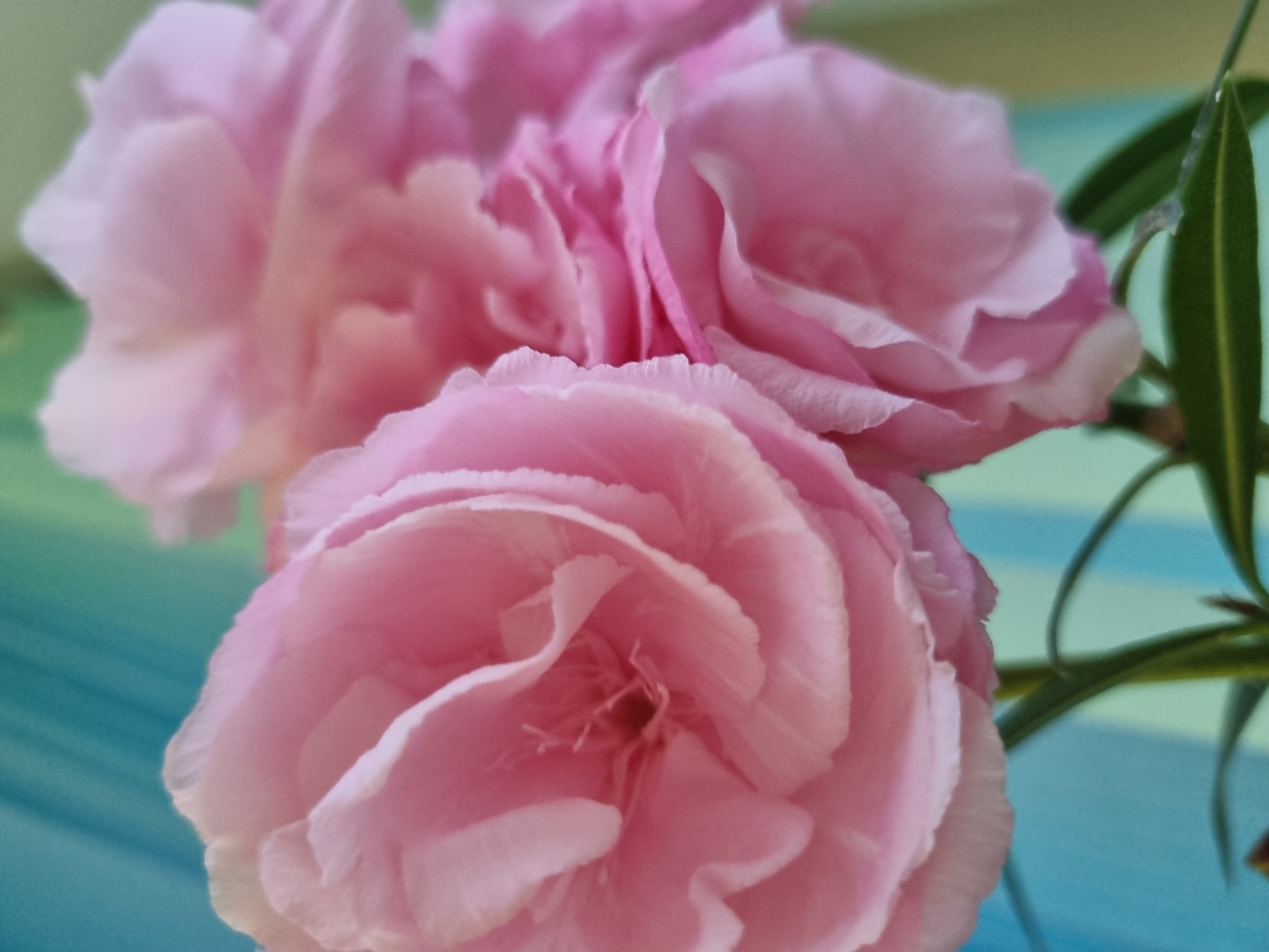 The image shows a close-up of three pink flowers, possibly oleanders, with visible petals and details of the flower structure. Green leaves are also partially visible. The background appears to be a blue or turquoise surface. The location is unknown, and there is no evidence to suggest a connection to Kemul, Russia. There are no people, actions, or interactions in the image.