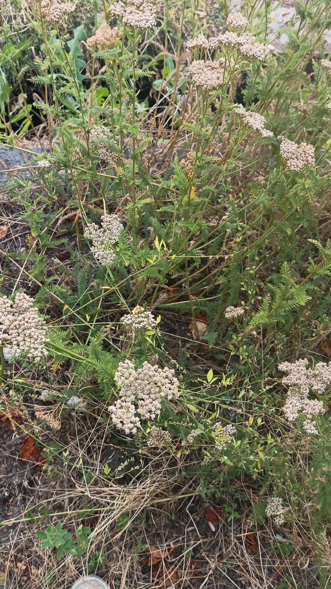The image shows a close-up view of a cluster of yarrow plants (Achillea millefolium) in a natural setting, likely outdoors. The plants are characterized by their feathery green leaves and small, white or cream-colored flower clusters that grow in flat-topped arrangements. Some of the flower clusters are fully bloomed, while others appear to be developing or have already faded, showing brown and dried elements. The background is a mix of dry grass, fallen leaves, and some darker foliage, suggesting a somewhat unkempt or wild environment. There are also hints of brown soil and possibly some brick fragments interspersed with the plant matter, indicating a ground-level perspective. The lighting appears to be natural daylight, casting soft shadows and illuminating the plants without harshness, suggesting it might be daytime on an overcast day or during softer light hours like morning or late afternoon. The overall scene conveys a sense of natural growth and the late season cycle of flowering plants. There are no visible people or explicit objects other than the plants and surrounding natural elements. No text is visible in the image. The location context is Ashtarak, Armenia, which could imply a region with a particular climate and flora.