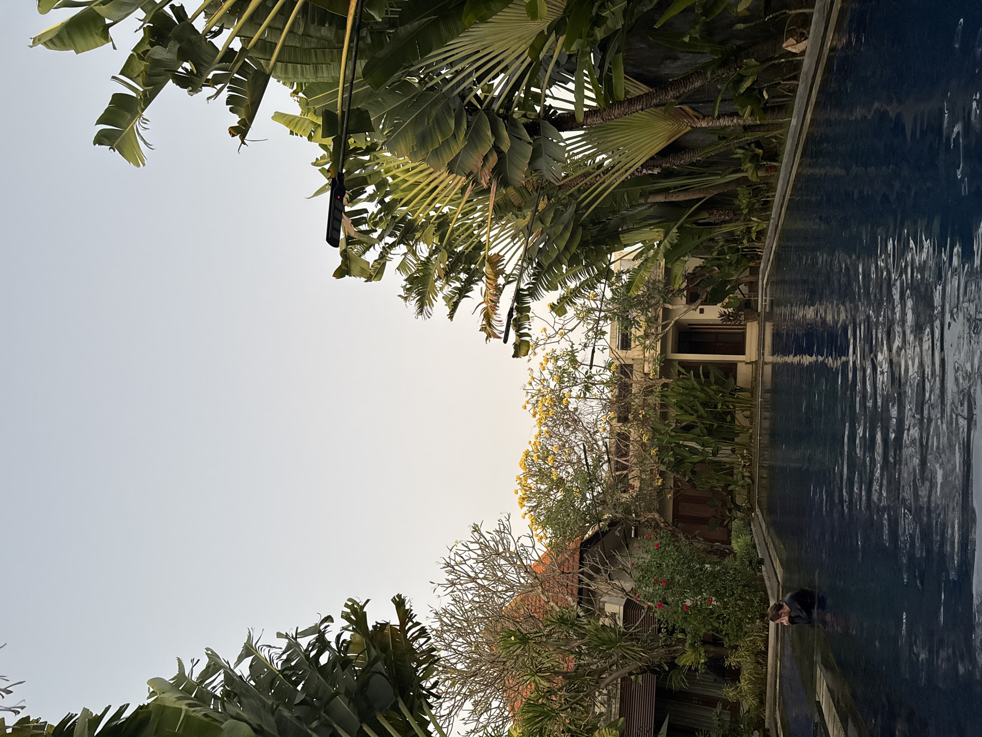 An outdoor swimming pool is surrounded by lush tropical vegetation and buildings with terracotta roofs. A person is partially submerged in the water on the left side of the frame, wearing a dark, form-fitting garment. The sky is clear and pale, suggesting it is either early morning or late afternoon. The scene appears to be in a resort or private residence in Denpasar, Indonesia, given the presence of traveler's palm trees and the architectural style of the buildings.