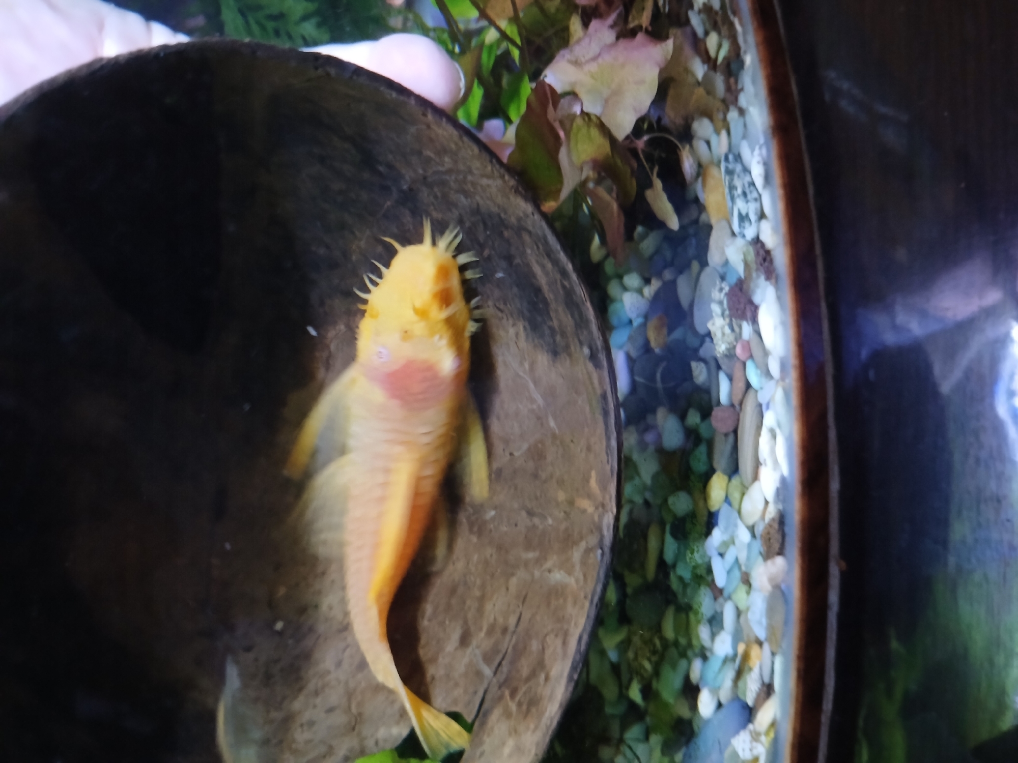 A bright yellow plecostomus fish is positioned inside a brown, halved coconut shell which rests on a bed of colorful pebbles. The fish has orange markings on its face and fins, and a pinkish hue on its gill area. Behind the coconut shell, a blurry green plant is visible, along with a pale pink object that may be a human finger. The scene is indoors, likely in an aquarium. There is no information to indicate the location is in Lipetsk, Russia.