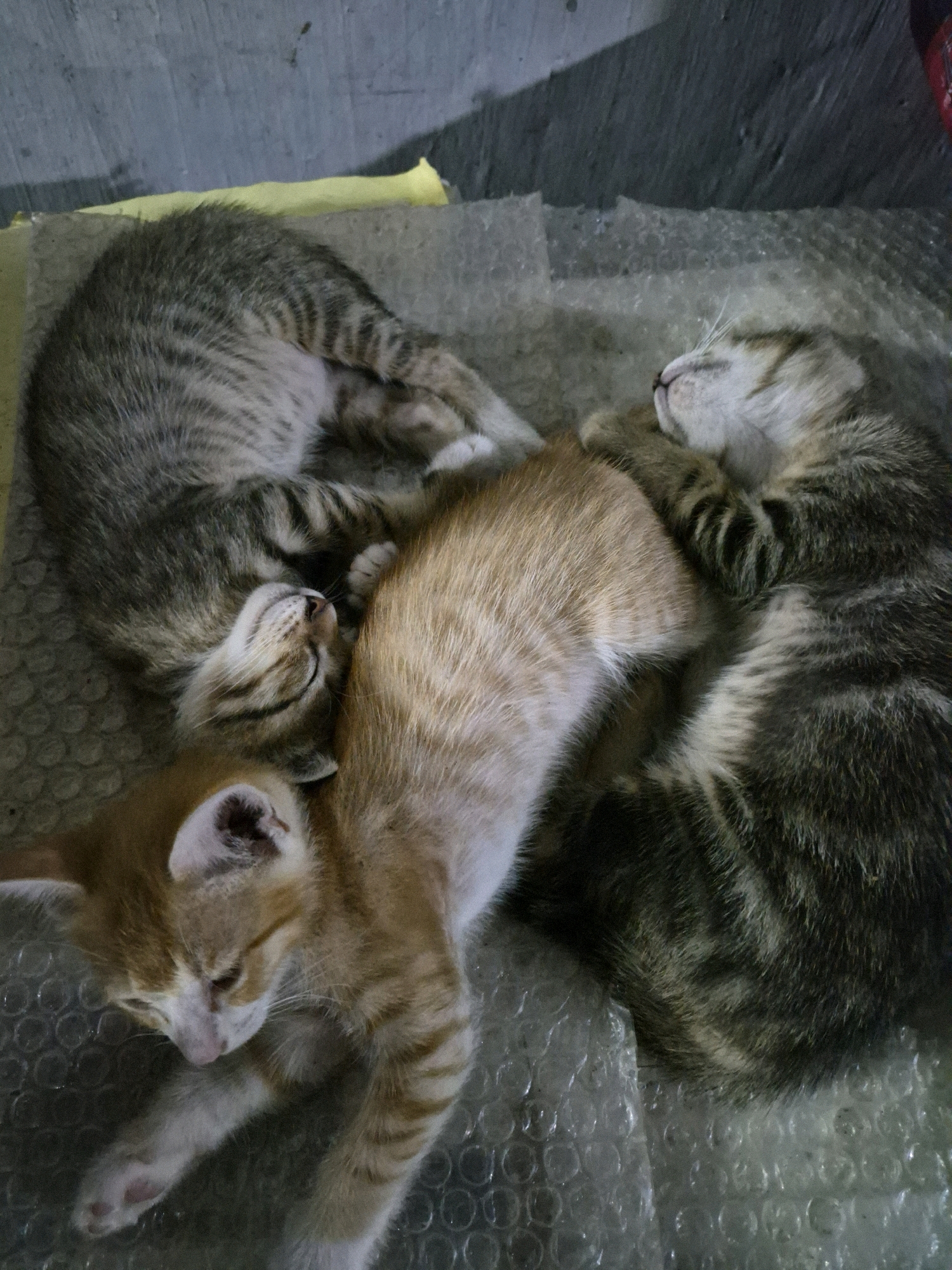 Three kittens are sleeping on a bubble wrap surface. One kitten is light brown with orange stripes. Another kitten has a gray and black striped tabby pattern. The third kitten is also a gray and black striped tabby. They are curled up together for warmth. The background consists of a concrete wall and a yellow object. The scene appears to be in an outdoor or semi-outdoor area in Dukuhrejo, Indonesia.