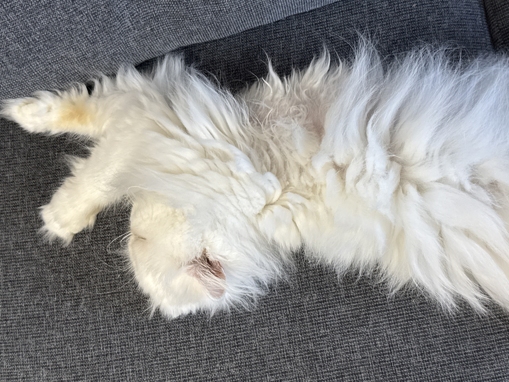 A long-haired, mostly white cat with some tan markings is lying on a grey fabric couch. The cat is lying on its back with its head near the left edge of the frame and its body extending towards the right. The cat's eyes are closed and its mouth is slightly open. The couch appears to be in good condition. The location is not discernible from the image. Burgas, Bulgaria, is not discernible from the image.