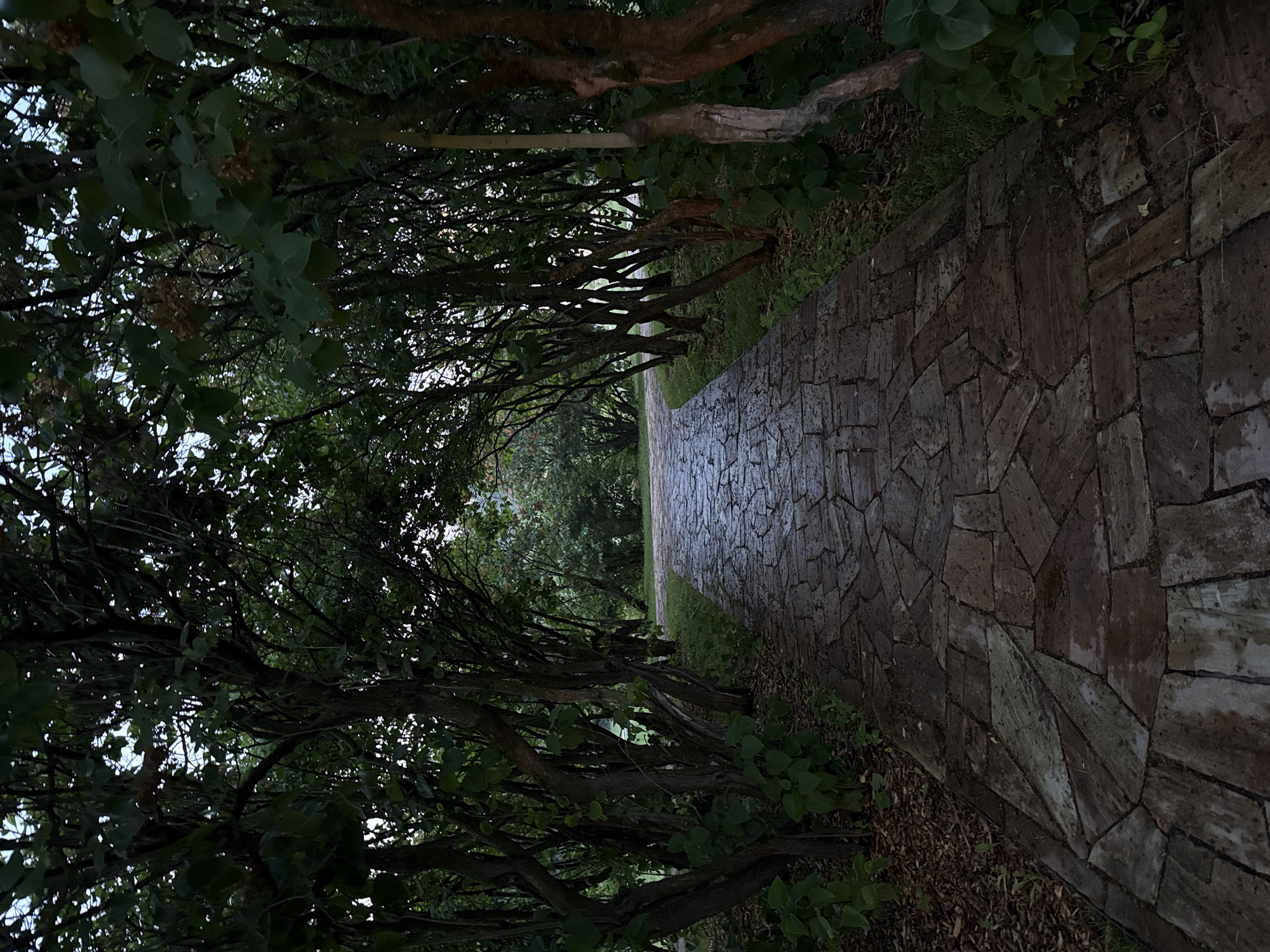 A paved pathway curves through a tree-lined area, suggesting a park or garden. The pathway is constructed from irregular, flat stones, appearing somewhat damp. On either side of the path, trees with dark bark and dense green foliage form an archway overhead, creating a shaded canopy. The ground beneath the trees is covered with mulch and grass. In the distance, the path continues into more greenery, with the sky visible through gaps in the leaves, indicating an outdoor setting during daylight hours.
