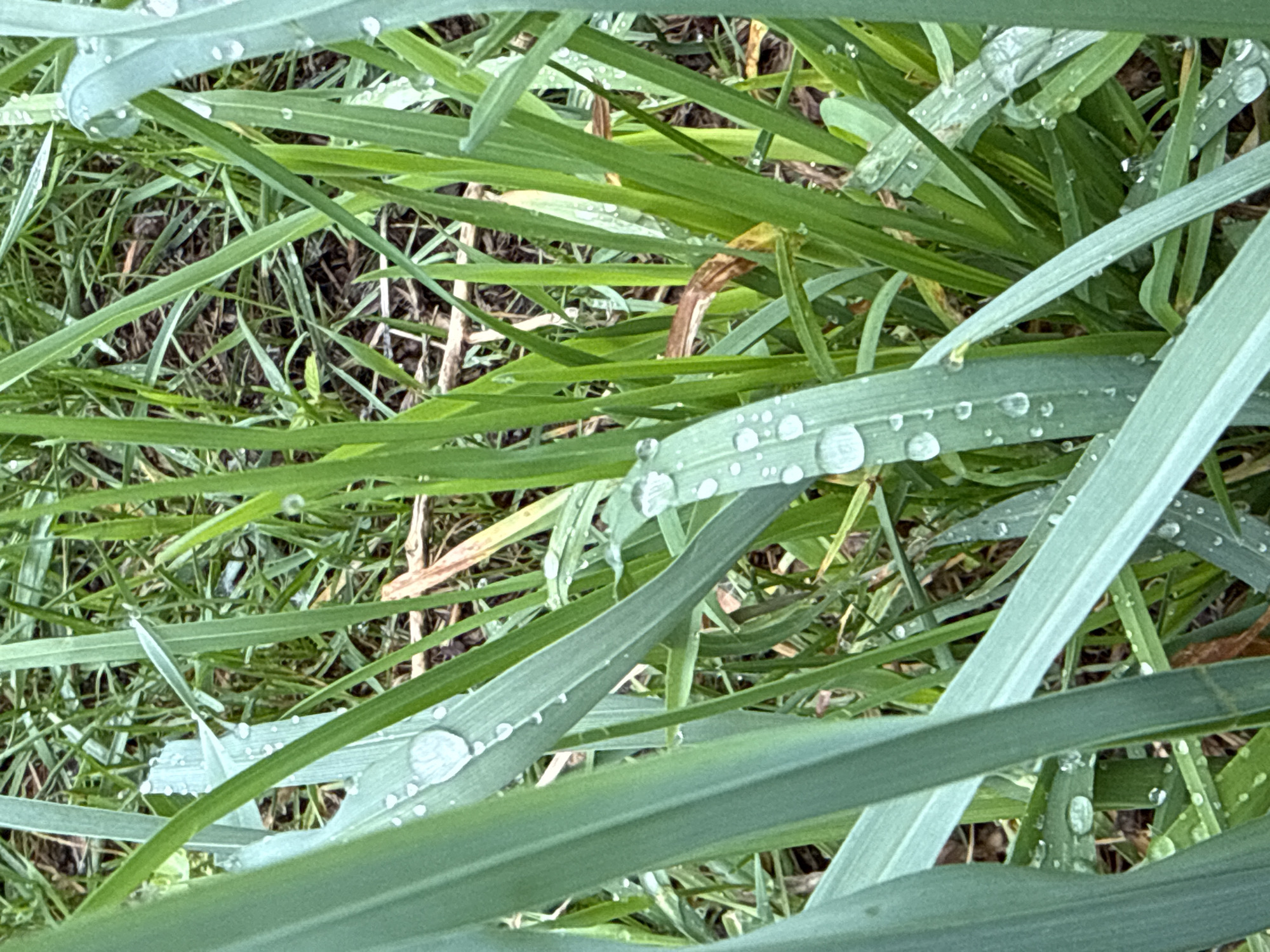 The image presents a close-up view of grass blades covered in water droplets. The grass is predominantly green, with some blades appearing lighter in color due to sunlight or the water droplets. The background reveals a patch of ground with some dead leaves and other vegetation. The scene suggests an outdoor environment, likely after a rain shower or early morning dew. The image does not provide any indication of the location being in Moscow, Russia. The focus is solely on the grass and water droplets. There are no people, subjects, objects, actions or interactions.