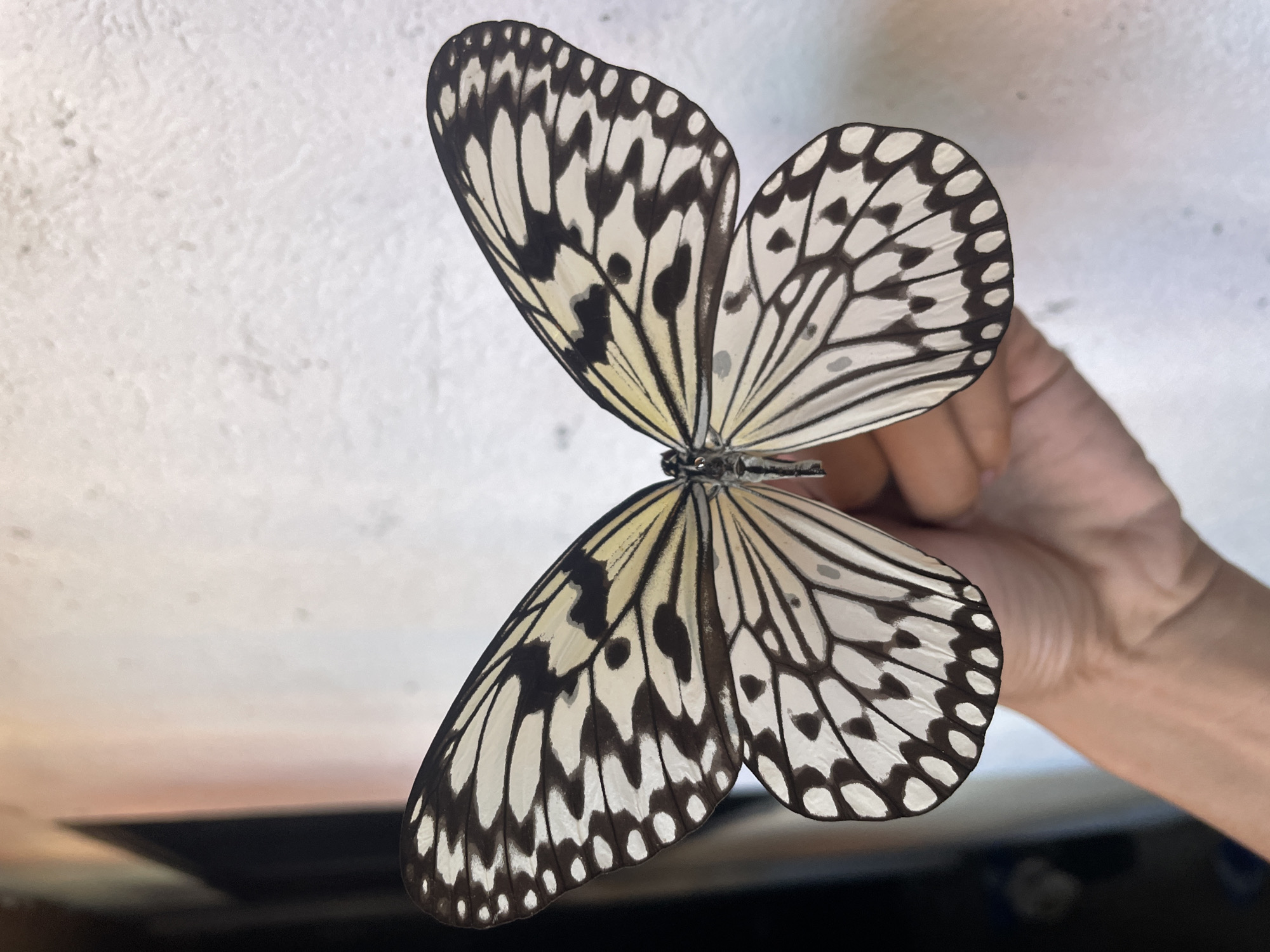 The image shows a person's hand holding a butterfly with black and white patterned wings. The butterfly is centrally placed in the frame, and its wings are fully spread. The hand appears to be supporting the butterfly from underneath. The background consists of a textured, light-colored wall and a darker, out-of-focus area on the left, possibly an interior space. The lighting suggests an indoor or shaded outdoor setting. The location in Davao City, Philippines, is not determinable from the visual information provided.