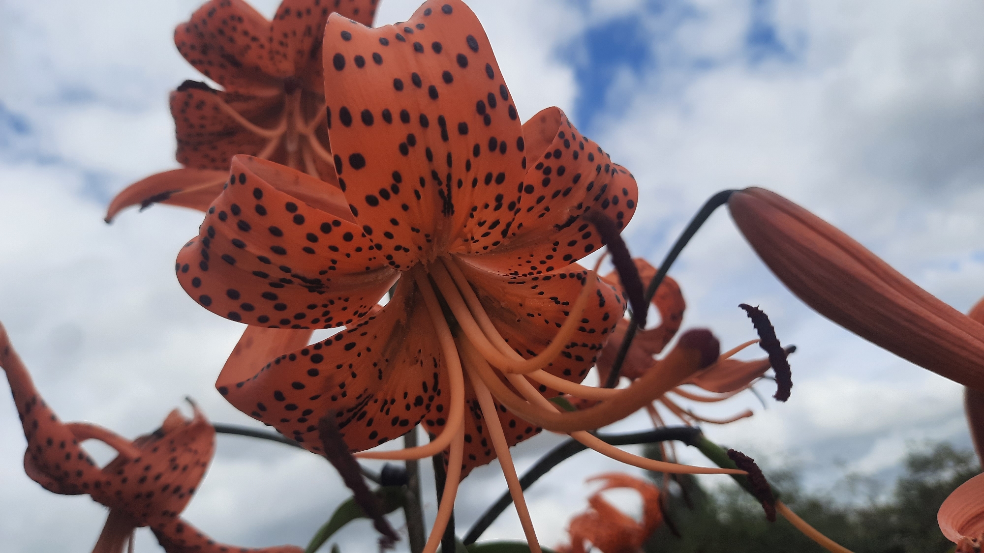 The image is a close-up, low-angle shot of orange tiger lilies with black spots, set against a cloudy sky. Several lilies are visible, some in full bloom and others as buds. The focus is on the intricate details of the petals, stamens, and pistils of the flowers. The background shows a blurry mix of green foliage and trees, suggesting an outdoor setting. There is no indication of the city of Шклоў, Belarus, in the image.