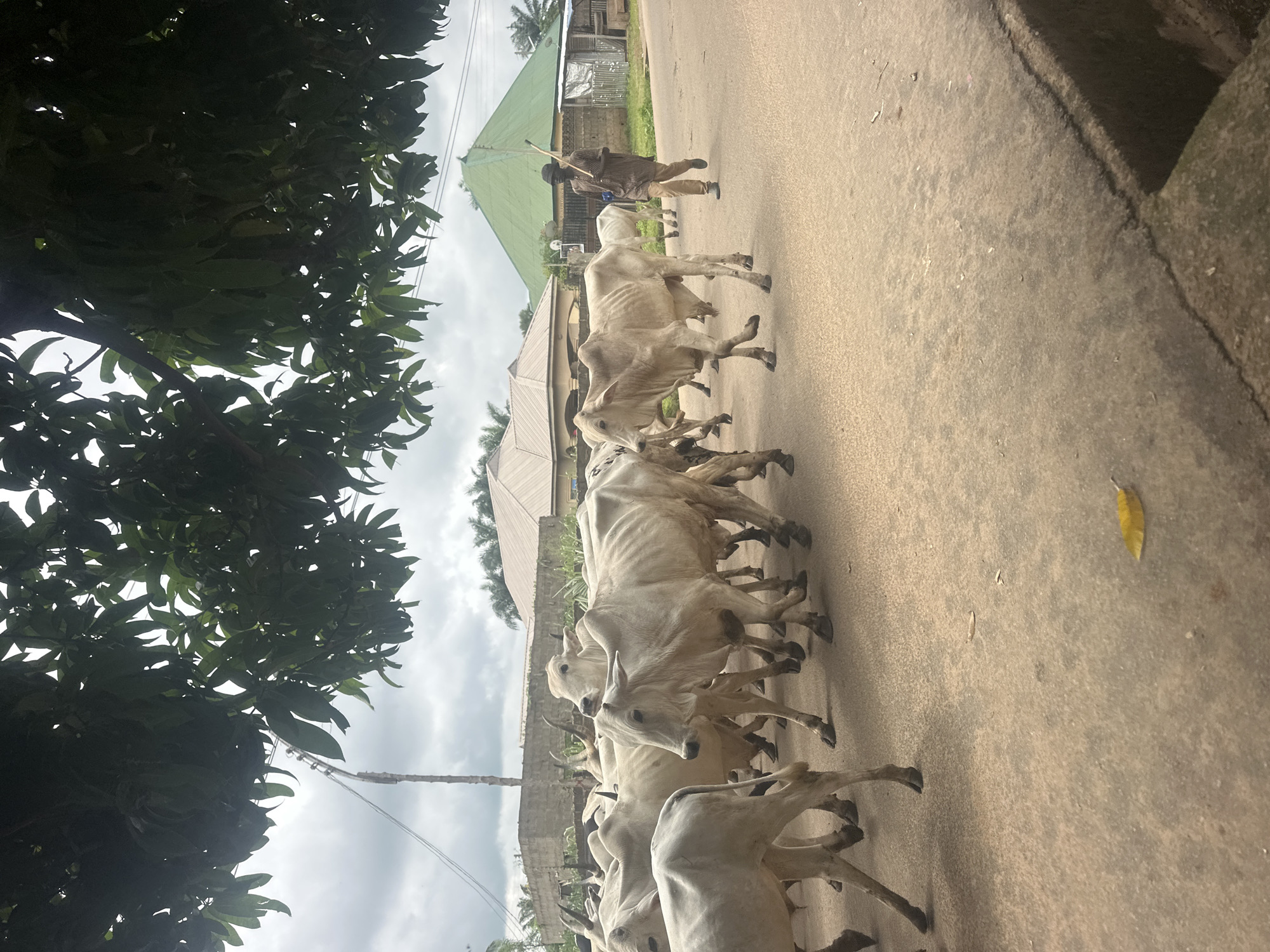 A herd of white cattle walks down a paved road in Akwanga, Nigeria. The cattle are mostly light-colored with some appearing to have a hump on their backs and short horns. They are moving from left to right in the frame. A man, dressed in a striped brown and tan shirt and tan pants, walks behind the herd, holding a long stick. He is facing the cattle and appears to be guiding them. In the background, there are buildings with light-colored roofs, some with green accents. There are also trees with dark green leaves obscuring the sky in the upper portion of the image. The sky is overcast with visible clouds. The road is a light brown color and shows some wear and tear, with a visible curb on the right side. A single yellow leaf is visible on the road surface in the lower center of the frame. The scene depicts a common sight of cattle herding through a populated area.
