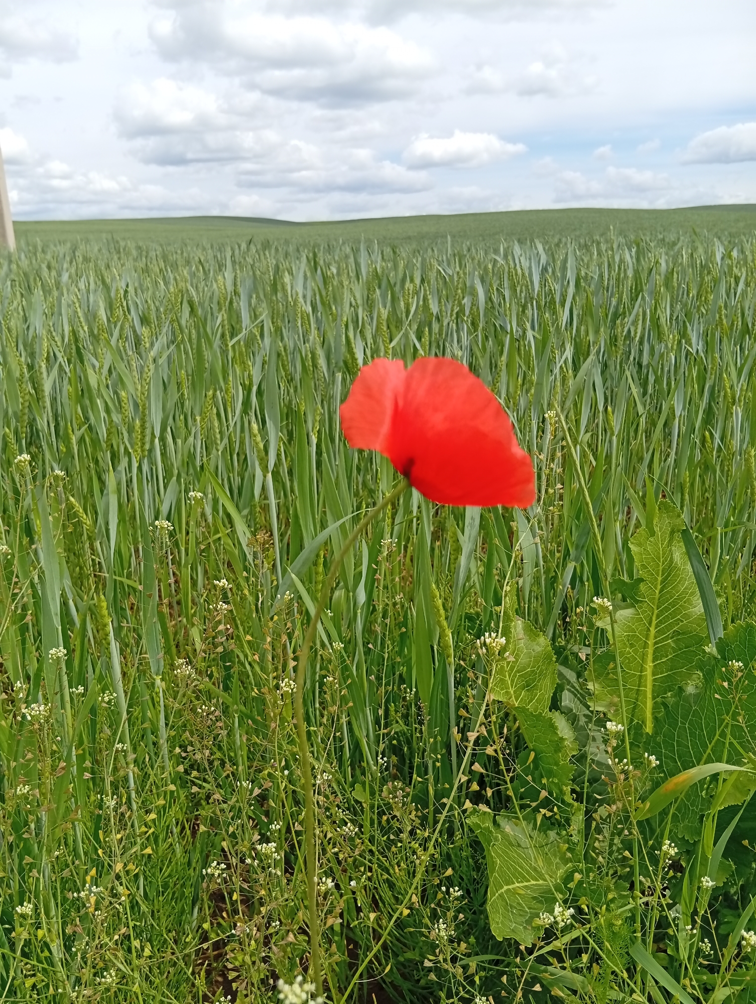This media file captures a serene natural scene, likely in Krikliai, Lithuania. The primary subject is a vibrant red poppy, its delicate petals a stark contrast against the lush, green expanse of a wheat field. The poppy is in full bloom and positioned prominently in the foreground, slightly off-center to the right. Behind it, rows of young wheat stalks stretch towards the horizon, creating a sense of depth and abundance.
Interspersed within the wheat are smaller, delicate white wildflowers, adding a touch of subtle beauty to the scene. Large, textured green leaves, possibly from a different plant like horseradish, are also visible, particularly on the right side of the frame, adding visual interest and variety to the foliage. In the distance, rolling green hills are softly outlined against a sky filled with fluffy, white clouds. The sky suggests a pleasant day, possibly mid-morning or afternoon, with diffused sunlight that is not harsh. There is no discernible activity taking place other than the natural growth of the plants.
The overall impression is one of tranquility and the simple beauty of nature. The colors are predominantly greens and reds, with the white of the smaller flowers and clouds providing highlights. The focus is on the natural world, with no human presence or man-made objects other than possibly a faint, pale vertical element on the far left edge of the image, which could be a distant fence post or utility pole. No text is visible in the media file. The setting appears to be rural and agricultural.