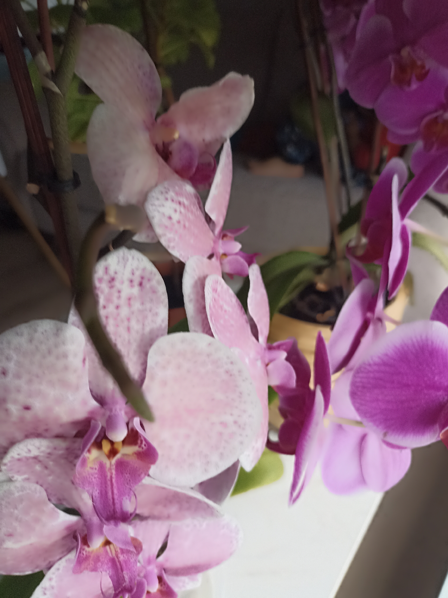 The image shows a close-up view of several pink and purple orchids. The orchids are clustered together, with some in sharp focus and others blurred. The background is dark and indistinct, with hints of greenery. The lighting appears to be natural, possibly from a window. There are no people or animals visible in the image. The setting appears to be indoors, on a windowsill or shelf. There is no information in the image to indicate its location in Doirí Beaga, Ireland.