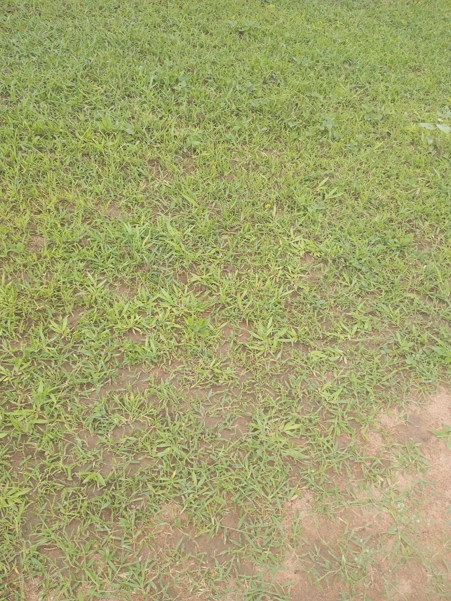The image is a close-up, top-down view of a patch of sparse, green grass growing in reddish-brown soil. The grass appears somewhat dry and uneven, with bare patches of soil visible throughout. Some broader-leafed weeds are interspersed among the grass blades. The lighting suggests an outdoor environment, possibly under natural daylight conditions. The scene is devoid of any people, animals, or man-made objects. Given the context of Jalingo, Nigeria, this could represent a common ground cover found in parks, yards, or undeveloped areas within the city.
