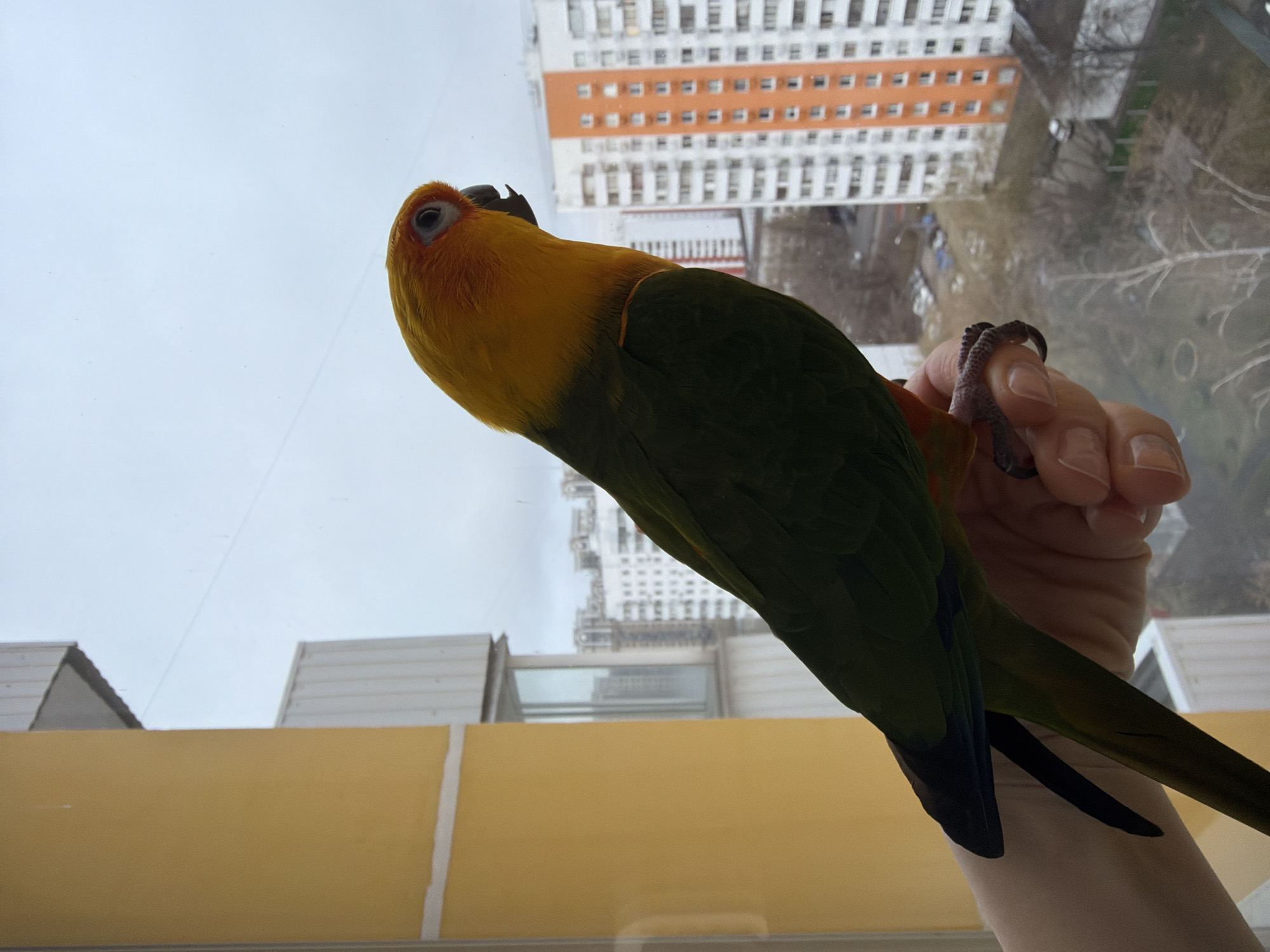 The image shows a sun conure perched on a person's hand indoors, likely near a window. The bird has a yellow head, orange plumage around its eyes, and green body feathers. The person's hand is light-skinned. The background visible through the window includes a cloudy sky and buildings, including a tall apartment building with alternating white and orange horizontal sections. The location is likely Khimki, Russia. Other buildings in the background appear to be under construction. The window frame is visible, with a yellow interior wall below the window.