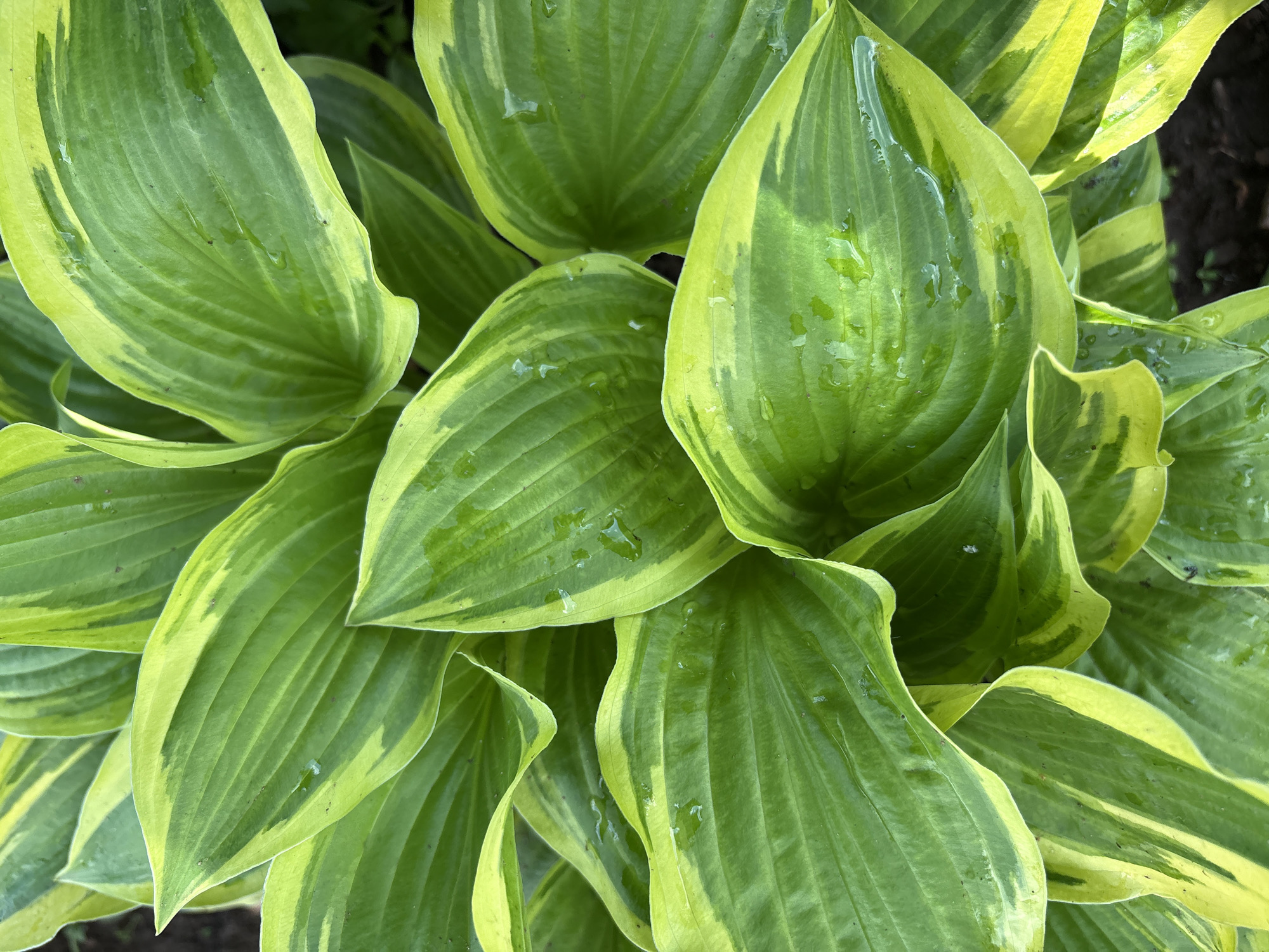 A close-up, overhead view captures a cluster of variegated hosta leaves, characterized by their broad, ovate shapes and prominent parallel veins. The leaves display a gradient of greens, ranging from deep emerald to a bright, almost yellow-green along their edges and in streaks throughout their surfaces. Several leaves glisten with small water droplets, suggesting recent rain or watering. The background is a soft blur of dark soil and perhaps other foliage, indicating an outdoor garden setting. The image is sharply focused on the texture and coloration of the leaves, highlighting their waxy surface and delicate vein patterns. The scene is devoid of any human presence or activity. The location is Bratsk, Russia.