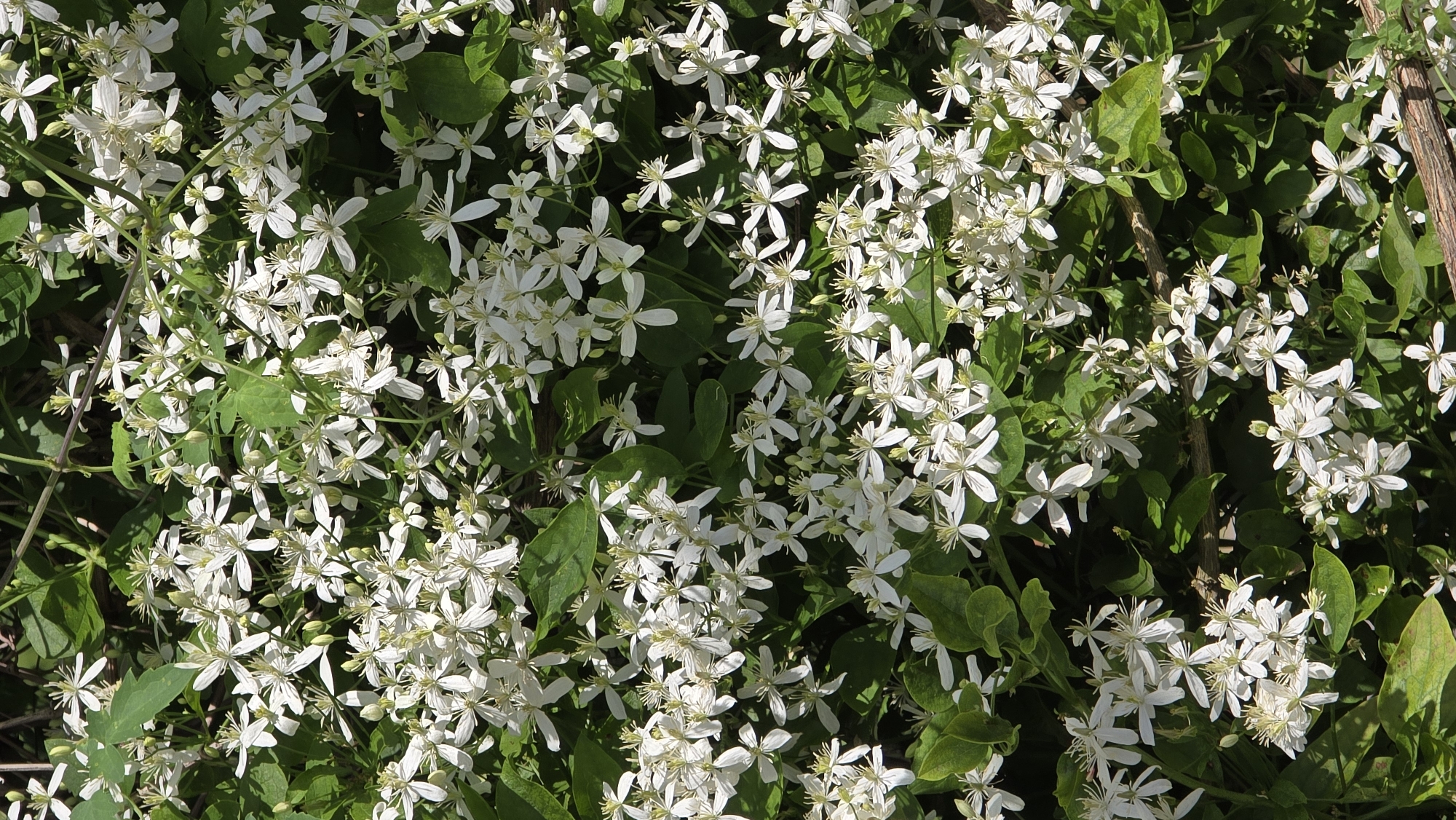 This media file is a photograph of a dense cluster of small white flowers with green leaves and some brown stems. The flowers appear to be blooming profusely, creating a carpet of white. Each flower has multiple slender petals, and many have a cluster of stamens in the center. The lighting suggests it is daytime, with sunlight filtering through the foliage and casting shadows. The overall scene is natural and organic, likely a garden or a wild growth. There is no text visible in the image. The location context provided is Kaunas, Lithuania, which might suggest this is a common plant in that region during its blooming season. The image does not depict any people, animals, or specific structures. The focus is entirely on the botanical details of the flowering plant.