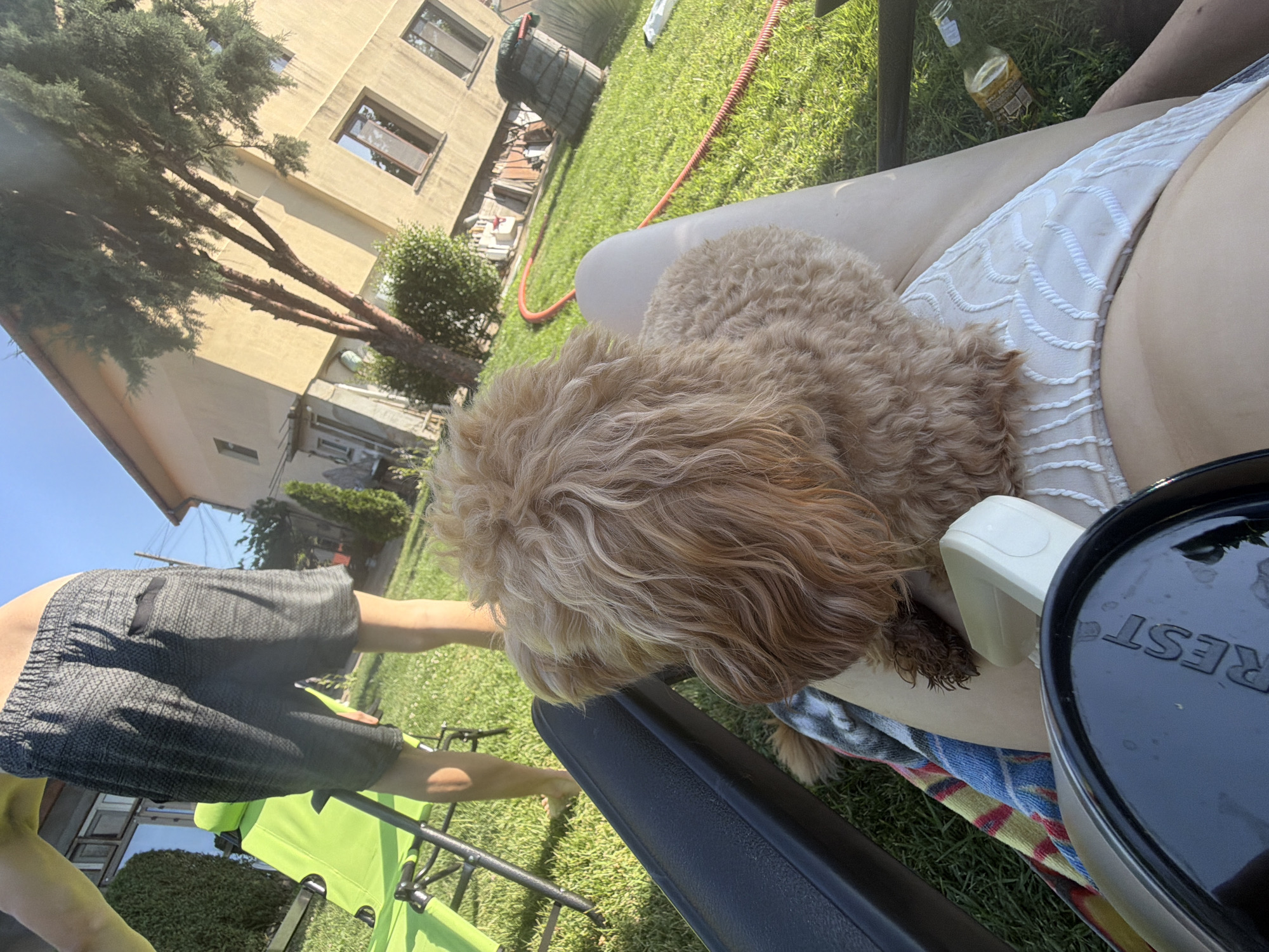 The image depicts a person and a dog relaxing outdoors in a grassy yard in Bratanitsa, Bulgaria. The person is wearing dark patterned shorts and is lying on a lounge chair. A fluffy, light brown dog is resting on the person's lap. A white bikini bottom is visible on the person. In the background, a building with several windows and a portion of a tree are visible. A red hose snakes across the grass, and a green lounge chair is also present. A dark container with the word "REST" visible on it sits in the foreground, suggesting a casual, leisurely moment. The sunlight indicates it is daytime, and the lush green grass and clear sky suggest fair weather. The overall mood is relaxed and peaceful.