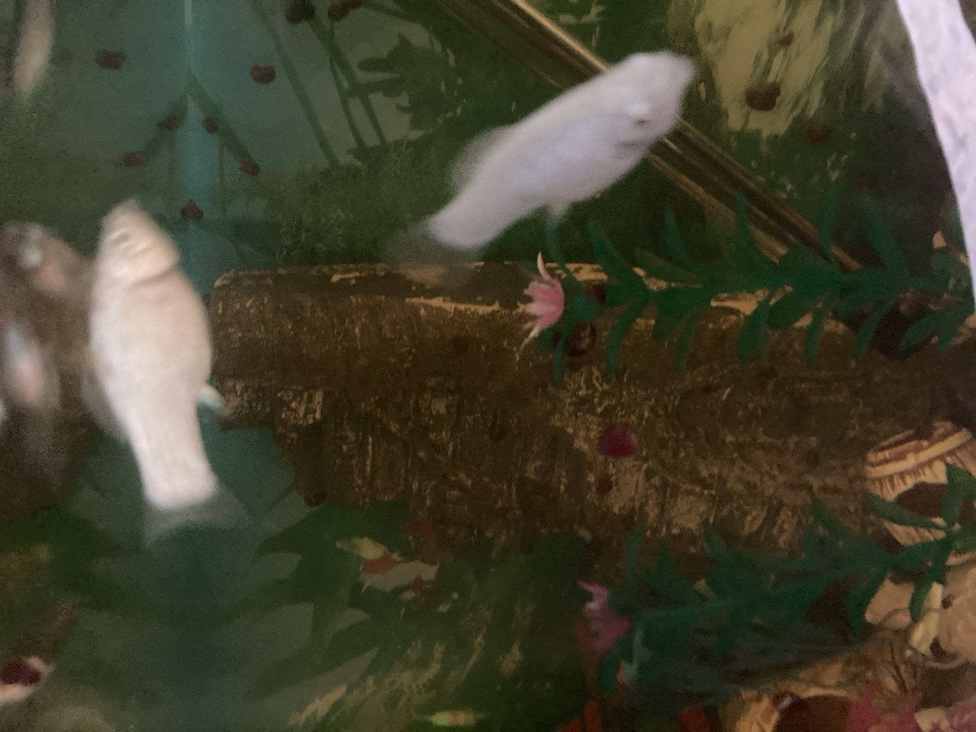 The image shows a close-up, slightly blurry view of a freshwater aquarium. Several pale-colored fish, possibly guppies or platies, are visible swimming in the water. The aquarium contains artificial green plants with pink decorative flowers, and a textured brown object, possibly a ceramic log or decoration, in the center. The background appears to be the green wall of the aquarium. There is no indication of the city of Monino, Russia, within the image or its metadata.
