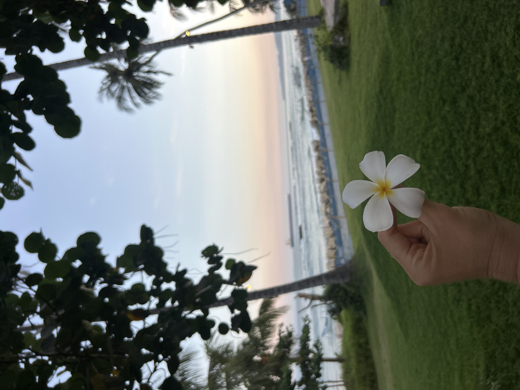 The image captures a serene moment with a hand holding a white Plumeria flower against a backdrop of a tranquil beach scene. The setting appears to be a tropical location, likely Manggis, Indonesia, suggested by the presence of lush green grass and palm trees framing the view. The time of day is either sunrise or sunset, as indicated by the soft, pastel hues of the sky transitioning from pale yellow to pink and fading into the blue. The ocean is visible in the background with gentle waves lapping the shore, and a pier or walkway stretches into the water. The overall mood is peaceful and idyllic.