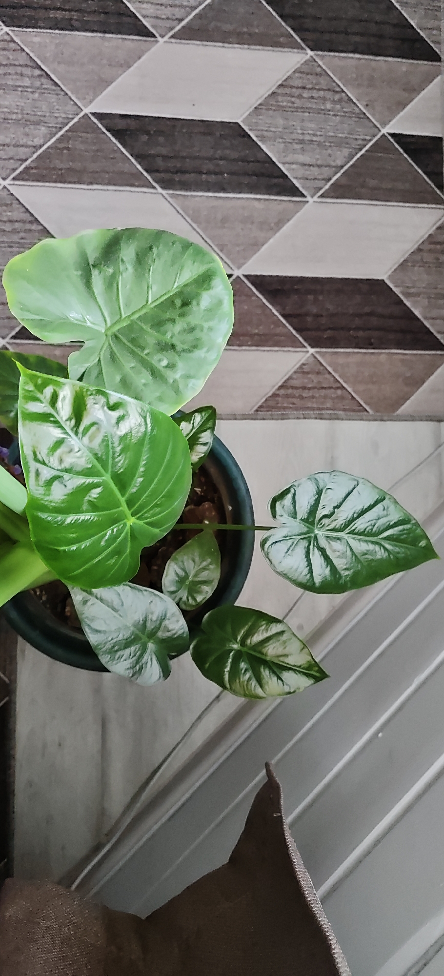 This is a top-down, close-up shot of a potted plant with large, green, heart-shaped leaves. The plant is in a dark green pot filled with brown soil. The pot sits on a light-colored floor with parallel lines, possibly a tiled surface or a wooden plank floor. In the background, a patterned wall or floor is visible, composed of alternating light and dark brown diamond shapes. The lighting suggests an indoor environment. There are no people or animals present.