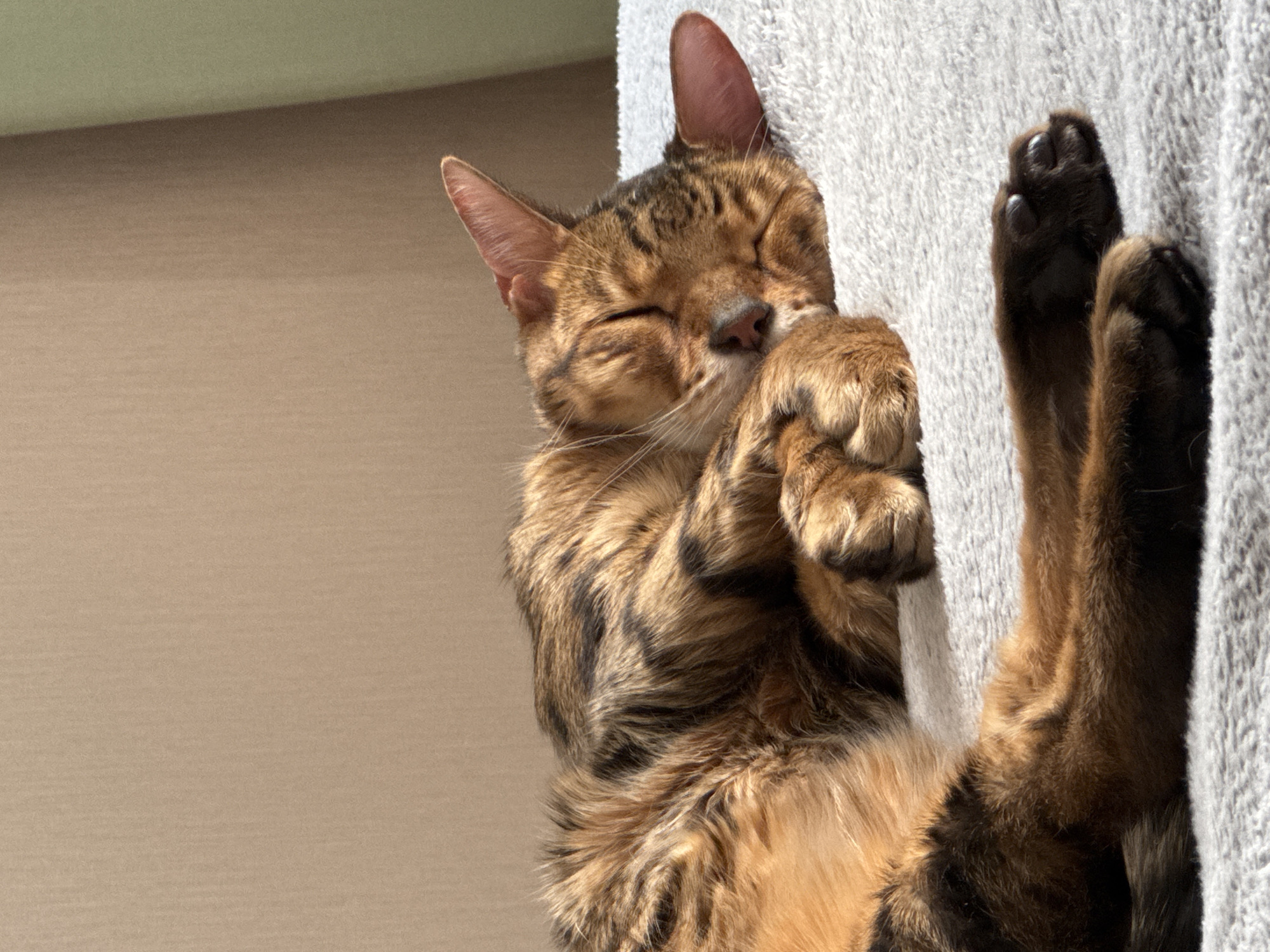 A close-up captures a Bengal cat seemingly suspended vertically, resting against a light gray, textured surface, possibly a scratching post or wall. The cat's head is tilted with closed eyes, its right paw curled under its face as if napping. Its coat is a warm brown with darker brown spots and stripes. The cat's rear legs and paws are extended upwards, displaying its black claws. In the background, a neutral tan-colored wall is visible.