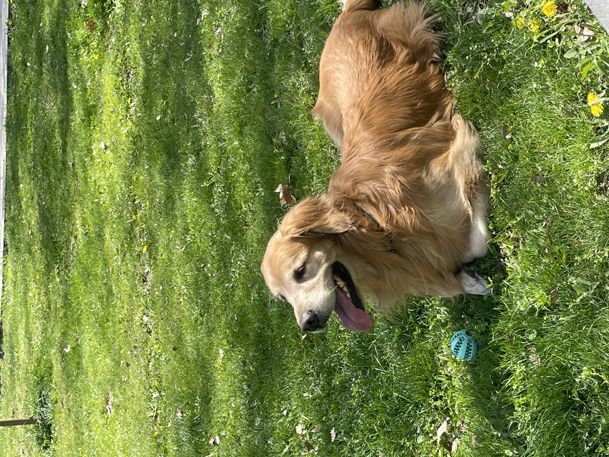 A golden-furred Golden Retriever dog is captured lying on lush green grass outdoors in Yerevan, Armenia. The dog is positioned on its side, facing left with its head slightly raised, mouth open, and tongue extended, indicating it is panting, possibly after activity or due to the warm weather. Its fur is a vibrant golden-brown, illuminated by bright sunlight.
The setting is a verdant lawn or park, dotted with small yellow dandelion flowers and other wild grasses. The sunlight is strong, creating dappled shadows on the grass, suggesting the presence of trees nearby. A light blue, textured, spiky toy ball rests on the grass near the dog's front paw, implying recent play. The dog appears content and relaxed, enjoying the sunny day. There is no visible text in the image.