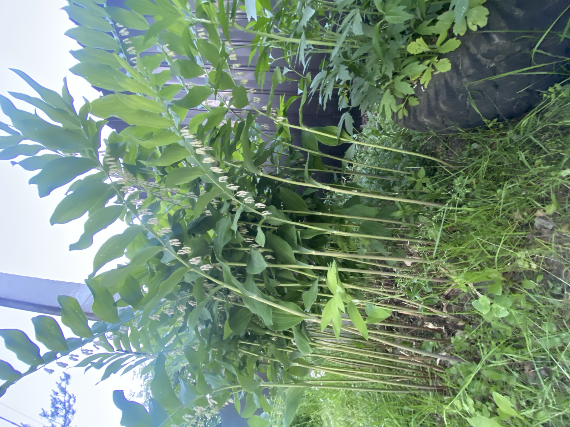 This image, captured in the city of Unknown, Unknown, displays a dense cluster of mature Solomon's Seal (Polygonatum) plants in bloom, extending across the majority of the frame. Each plant features a tall, arching green stem bearing numerous ovate, alternate leaves and small, pendulous, bell-shaped white to cream flowers hanging in clusters from the leaf axils. The stems originate from a ground level consisting of sparse soil mixed with various green grasses and low-growing broadleaf weeds.
In the upper left background, a dark vertical structural element, possibly a metal beam or wooden post, is visible against a bright, clear sky. Faint dark tree branches are also discernible against the sky on the far left. The background to the right features a dark, corrugated fence or wall, partially obscured by the foliage of the plants.
To the lower right, a large, black, well-worn vehicle tire is positioned on its side, partly embedded in the ground, with small green plants growing in and around it. No people or animals are present. The scene is illuminated by natural daylight.