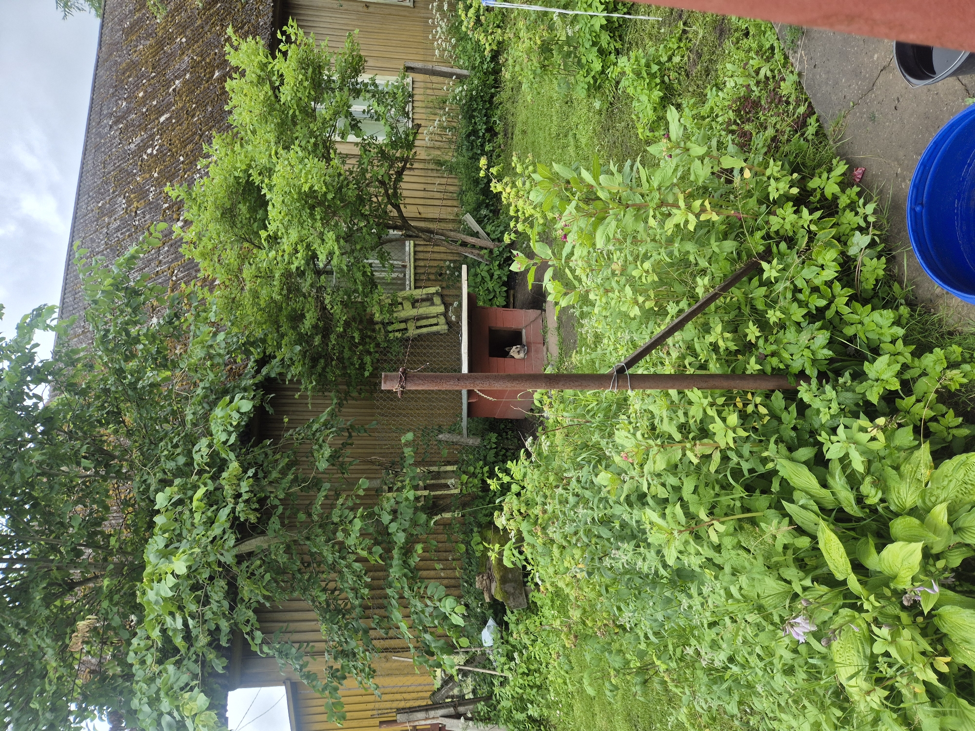 This image depicts a backyard scene in Kehra, Estonia. A rustic, yellow wooden house with a moss-covered, weathered roof occupies the background. In front of the house, a small, red doghouse is visible, with a dog's head peeking out from its entrance. The foreground is dominated by lush, overgrown green vegetation, including various plants and bushes. A rusty metal pole with some wire attached stands in the middle of the yard. To the right, a blue bucket and a black bucket are placed on a concrete surface. The overall impression is one of a rural, somewhat untamed garden environment.