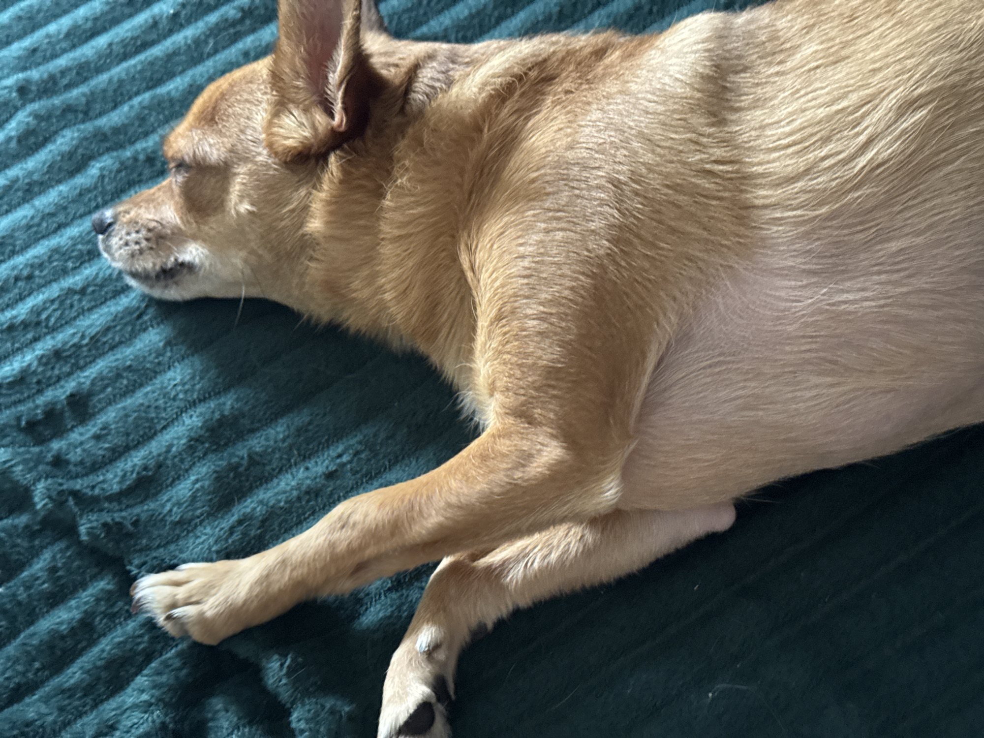 A light brown or tan-colored dog is depicted lying down, seemingly asleep or resting peacefully, on a dark teal or emerald green textured blanket. The dog is positioned in profile, facing left, with its head and front paws visible in the foreground, and its body extending towards the right of the frame. Its eyes appear closed or mostly closed, indicating a state of calm and relaxation.
The dog has short to medium-length fur, which exhibits varying shades of light brown and tan, with some areas appearing lighter due to bright illumination. Its ears are upright but relaxed. Strong directional lighting, likely natural light from a window, casts highlights on the dog's fur, particularly along its back and head, suggesting it is daytime, possibly morning or afternoon. The blanket features a distinct ribbed or corduroy-like texture. The dog's front paws are crossed, and dark nails are visible on its toes. One paw shows black markings.
The setting appears to be indoors, likely within a home. No specific weather conditions are discernible from the image. The provided location context is Chaikovsky, Russia, although there are no visual cues within the image itself to confirm this geographic detail. No visible text is present in the media file. The overall impression is one of a domestic animal enjoying a quiet, comfortable rest.