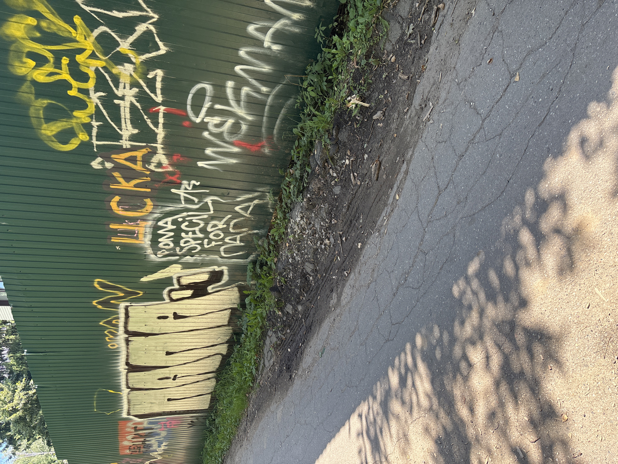 The image captures a section of a green corrugated metal fence adorned with various graffiti tags. The fence runs parallel to a cracked asphalt path or road on its left. Overgrown green grass and weeds grow along the base of the fence. To the right of the fence, a treeline is visible, suggesting an outdoor, possibly semi-urban or suburban environment. The graffiti is predominantly in spray paint, with tags in yellow, white, red, and pink. One prominent tag in the foreground appears to read "MAYA" in large, stylized white letters outlined in brown. Other visible graffiti includes yellow lettering near the top and smaller tags in white and red on the right side of the fence. The overall scene is lit by sunlight, casting dappled shadows of tree leaves onto the asphalt path. This scene is located on a street in Trekhgorka, Russia.