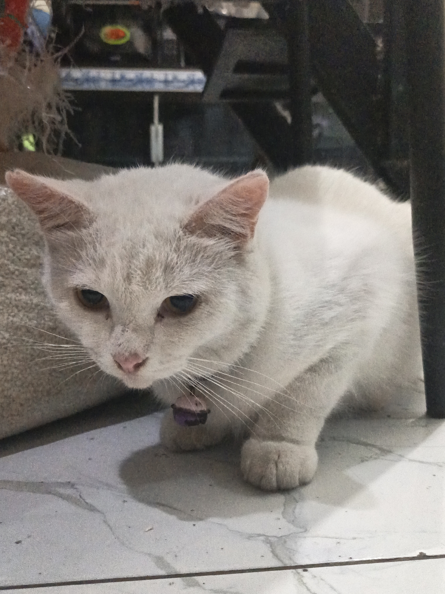 A white cat with amber eyes and a pink nose is pictured in an indoor setting. The cat is looking downwards and appears to be resting or observing something on the floor. It is wearing a purple collar. The floor is tiled with a marble pattern, and part of a textured surface, possibly a rug or sandbag, is visible to the left of the cat. The background is dark and out of focus, with hints of furniture or shelving. The image does not contain any recognizable landmarks or features specific to the city of Kepulungan, Indonesia.