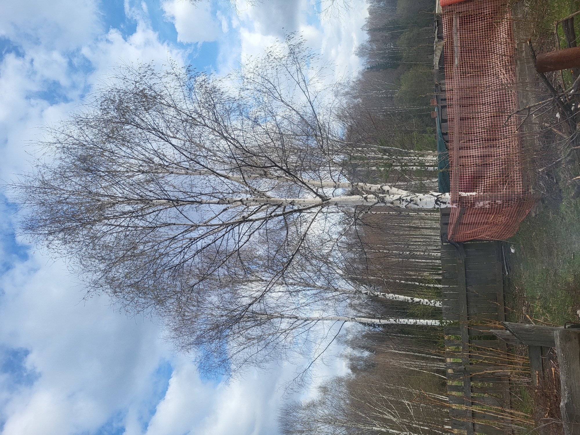 The image displays a quiet outdoor landscape in Зипуново, Russia, characterized by a mix of natural elements and man-made structures under a partially cloudy sky.
**Subjects:** The dominant feature is a large, leafless birch tree with white bark and intricate branches, positioned prominently towards the left. Numerous other birch trees, also bare, extend into the midground and background, forming a sparse forest, some appearing as a dense line along the horizon. The sky above is a mosaic of bright blue patches interspersed with soft white clouds. In the midground on the right, a weathered, rustic wooden fence runs horizontally, seemingly defining a boundary. Above and behind sections of this wooden fence, a vibrant reddish-orange mesh material, possibly a safety net or construction barrier, is visible. Patches of green grass and dry foliage are present on the ground beneath the trees and fence. A dark, possibly rusted, pipe-like object is partially visible near the orange mesh.
**Activity or event taking place:** No specific activity or event is taking place; the image captures a static natural scene.
**Notable details:** The bare branches of the birch trees suggest the season is either late winter or early spring, before the leaves have returned. The lighting indicates it is daytime, likely a bright but perhaps overcast day. The combination of the bare trees, the wooden fence, and the orange mesh creates a contrast between nature and human intervention. No visible text is present in the image.
