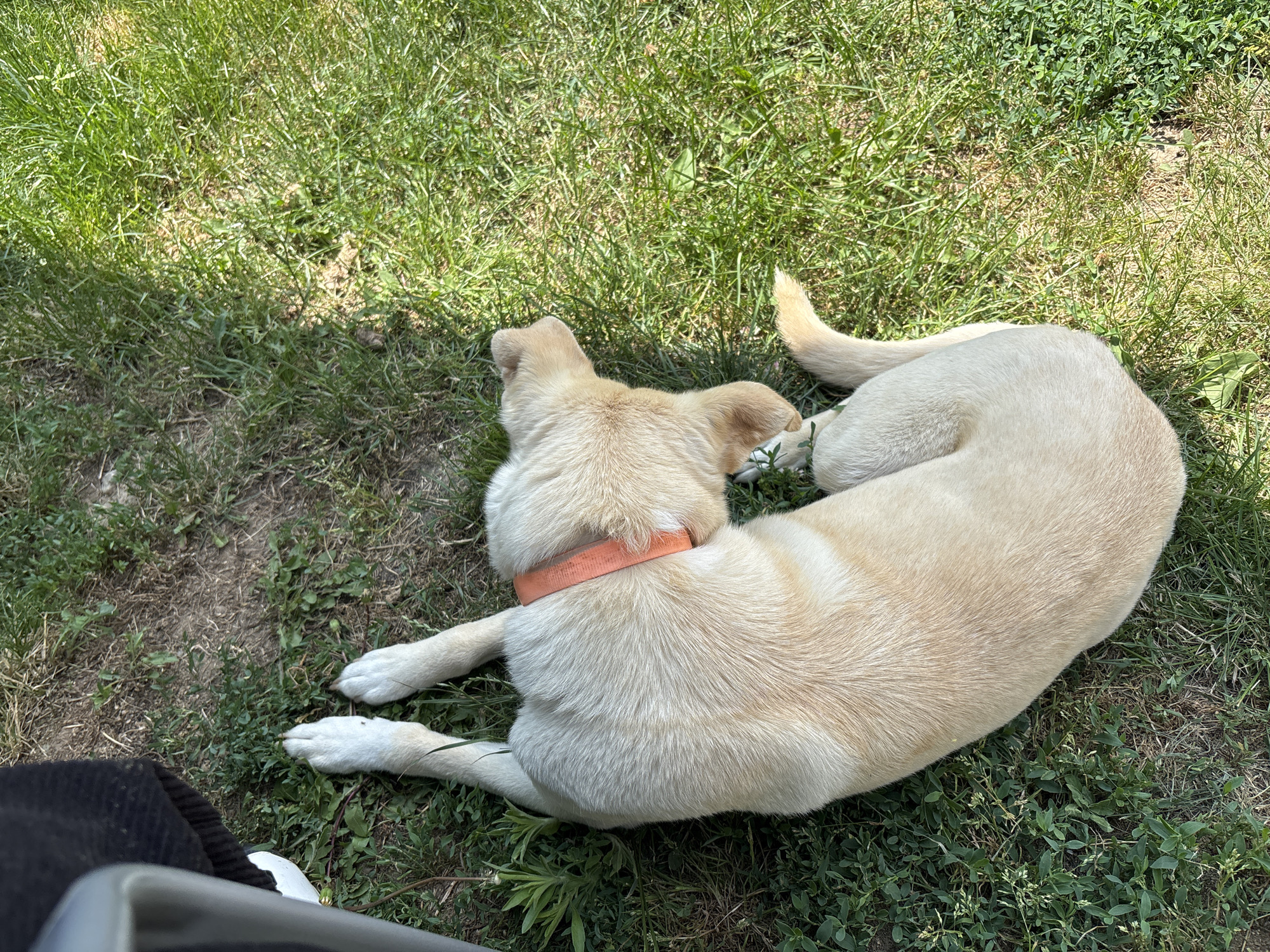 A light-colored dog is lying on a patch of grass and dirt in an outdoor setting in Manole, Bulgaria, seen from an overhead perspective. The dog, likely a Labrador mix due to its short, cream-colored fur, is curled up with its head facing away from the camera. It wears a plain orange or peach-colored collar. Its body occupies the central and right portions of the frame, with its tail visible to the upper right.

The ground consists of green grass, some areas with longer blades, and patches of exposed dirt or sparse greenery. Bright sunlight illuminates the scene, creating noticeable shadows, indicating a sunny day.

In the bottom left corner, part of a person is visible, including black fabric (possibly pants or shorts), a white shoe, and a metallic object which could be part of a chair or another piece of outdoor furniture. The person appears to be sitting or resting near the dog.

The dog looks relaxed and calm, lying peacefully on the ground. There is no visible text in the image.