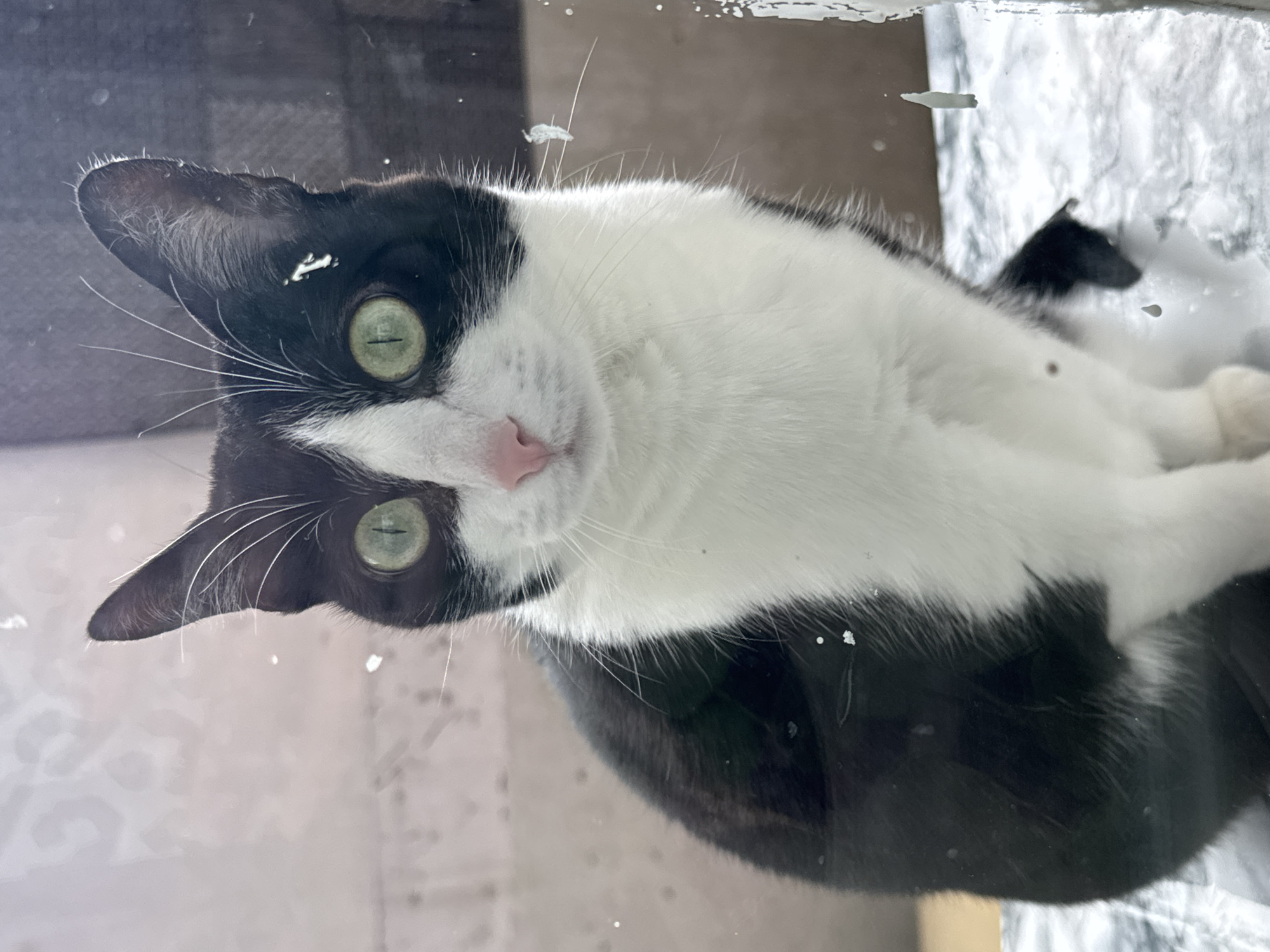 A black and white cat with green eyes is looking directly at the camera from a low angle. The cat's head is tilted slightly to the left. The cat appears to be on a glass surface, looking up. There are some small white specks on the glass surface, possibly dust or debris. The background is blurry and indistinct. The location and the people cannot be identified based on the details present in this single image.