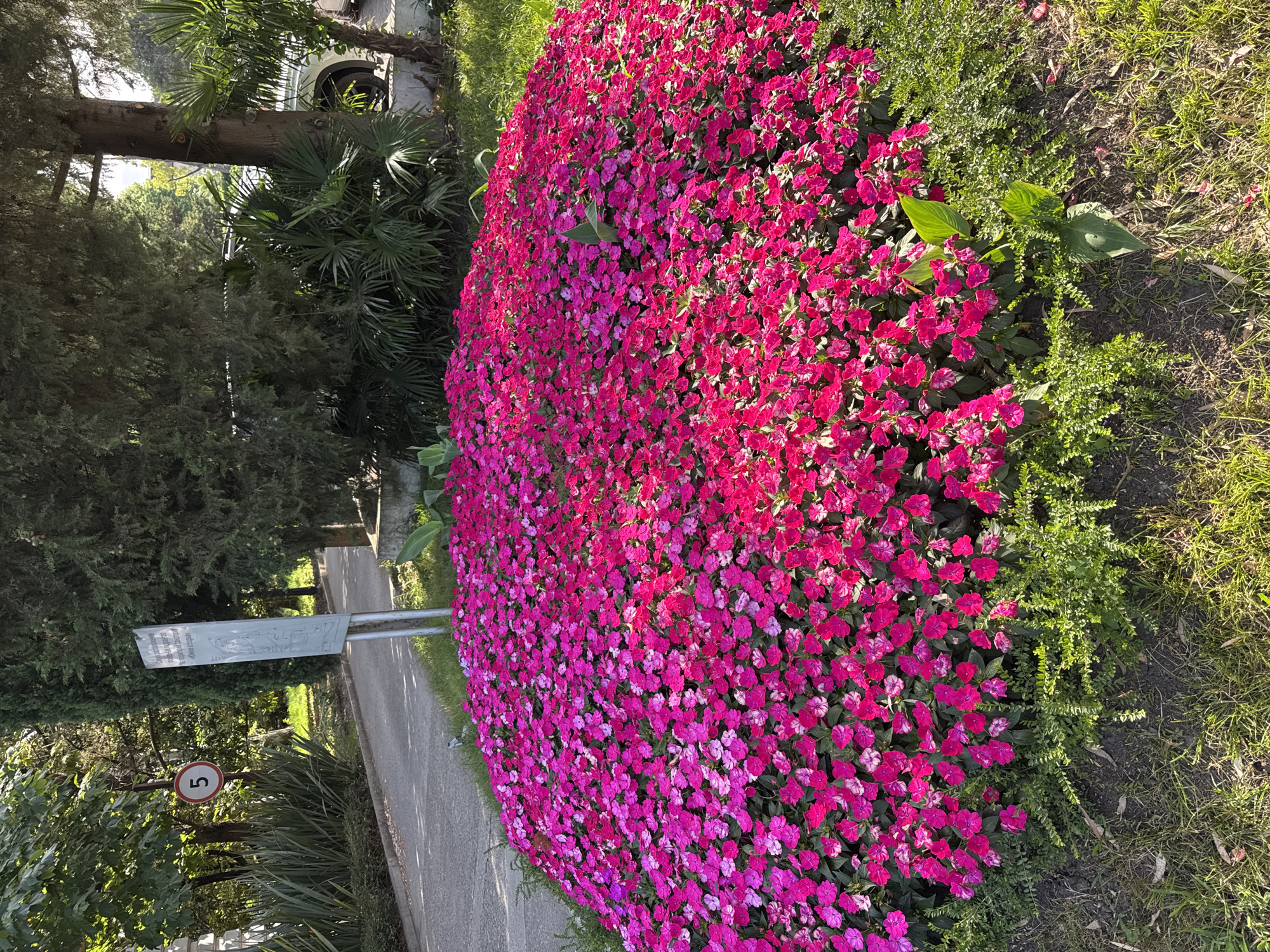 A large bed of vibrant pink impatiens flowers dominates the foreground of the image, creating a lush, colorful display. The flowers are densely packed, forming a rounded shape that spills over the edge of a paved walkway. To the left of the flowers, a grey paved path curves gently, bordered by lush green grass and various trees and shrubs. Among the greenery, a circular traffic sign with the number "5" in white on a red background is visible, suggesting a speed limit. Further back, more trees, including palm trees and evergreens, create a dense, shaded background. A light-colored information sign stands next to the path, displaying text and what appears to be a diagram or illustration. The overall scene suggests a well-maintained park or public garden in Sochi, Russia. The lighting indicates it is daytime, with sunlight casting shadows and highlighting the bright colors of the flowers. The image is taken from a slightly elevated perspective, looking down and across the flower bed. There are no people visible in the frame. The mood is peaceful and serene, emphasizing the natural beauty of the setting.
