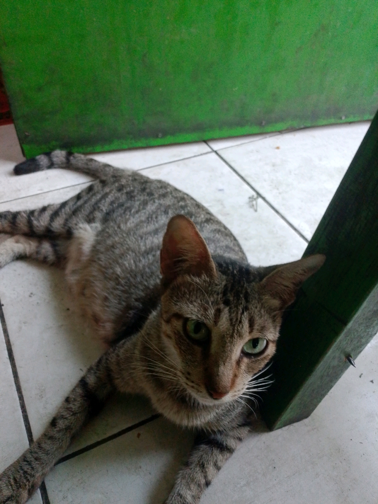An adult domestic short-haired tabby cat with green eyes is lying on a tiled floor in a partially shaded area. The cat is facing the camera, with its body stretched out to the left. Its tail is curled over its back, and its paws are extended forward. A dark green wooden structure is positioned to the right of the cat, casting a shadow over it. In the background, a wall painted a bright green is visible. The floor is composed of off-white square tiles with dark grout lines. The scene appears to be outdoors, possibly in a courtyard or alleyway, in East Jakarta, Indonesia.