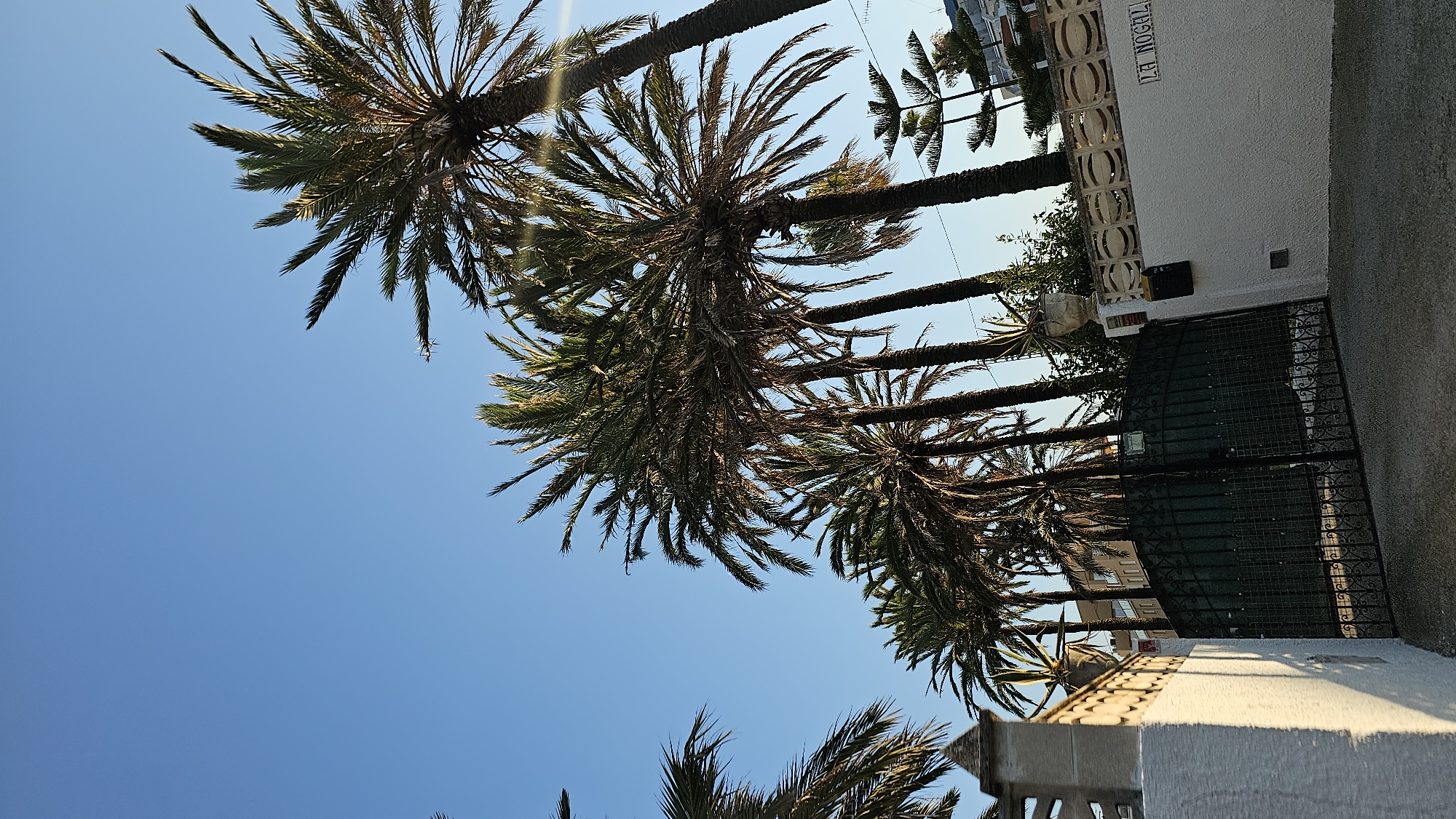 The image depicts a row of tall palm trees against a clear blue sky in Les Marines, Spain. In the foreground, a white wall with decorative tiling runs along the right side of the frame, with the text "LA NOGAL" visible on it. To the left, a dark green, ornate metal gate is slightly ajar, leading to a property. Behind the gate, a building with multiple floors can be seen. The sun is casting a warm glow, with some light flares visible on the palm fronds. The scene suggests a sunny day in a coastal town.