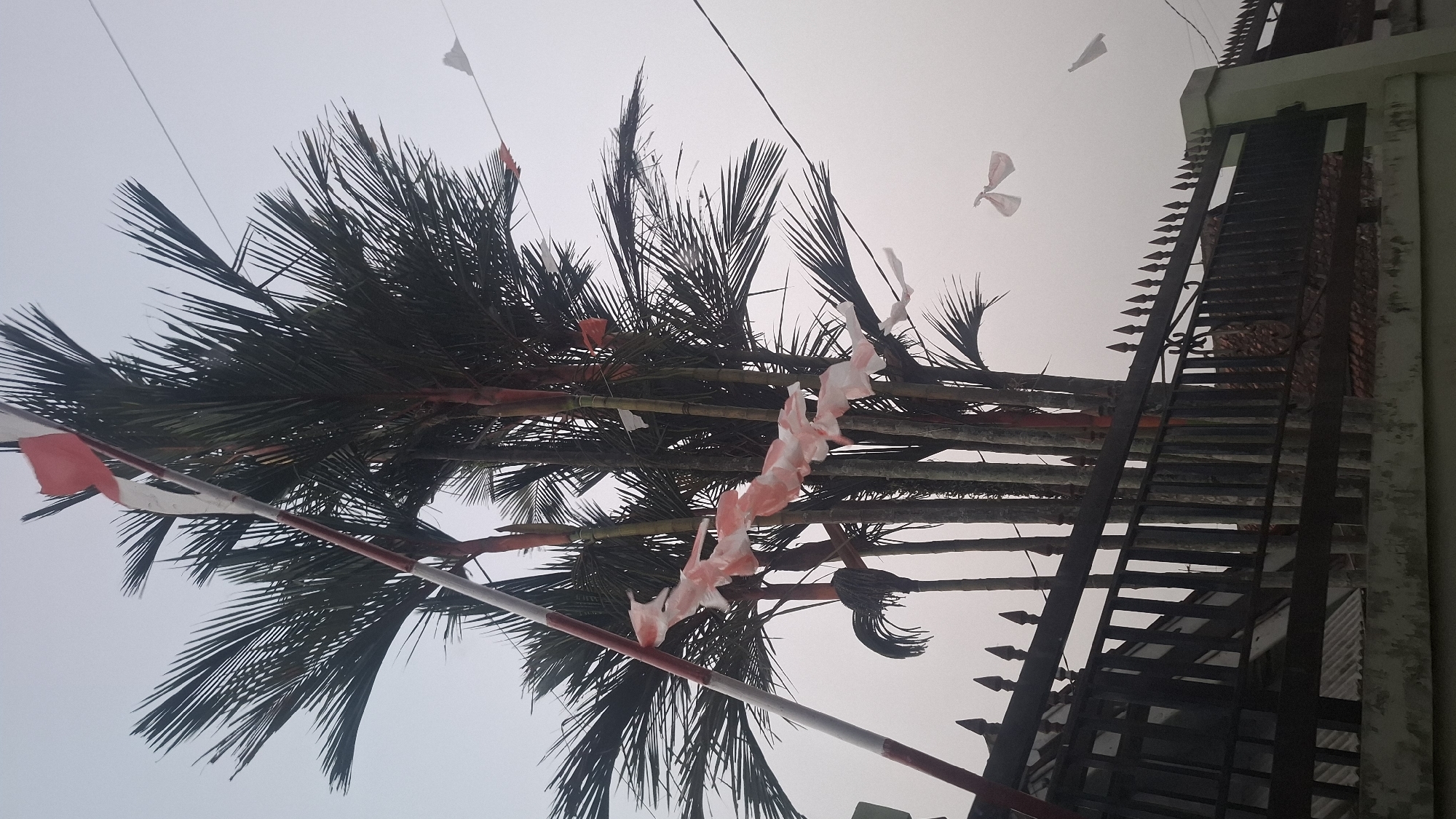 In the city of Ciharashas, Indonesia, a tall, slender gate, painted with alternating red and white stripes, stands prominently. Behind the gate, a cluster of tall, thin palm trees reaches towards a hazy, overcast sky. Red and white streamers, some torn and tattered, are strung between the trees and flags, fluttering in the breeze. A dark, wrought-iron fence, topped with pointed finials, runs along the perimeter of the property. The scene is muted by the fog, giving it a somewhat ethereal quality.