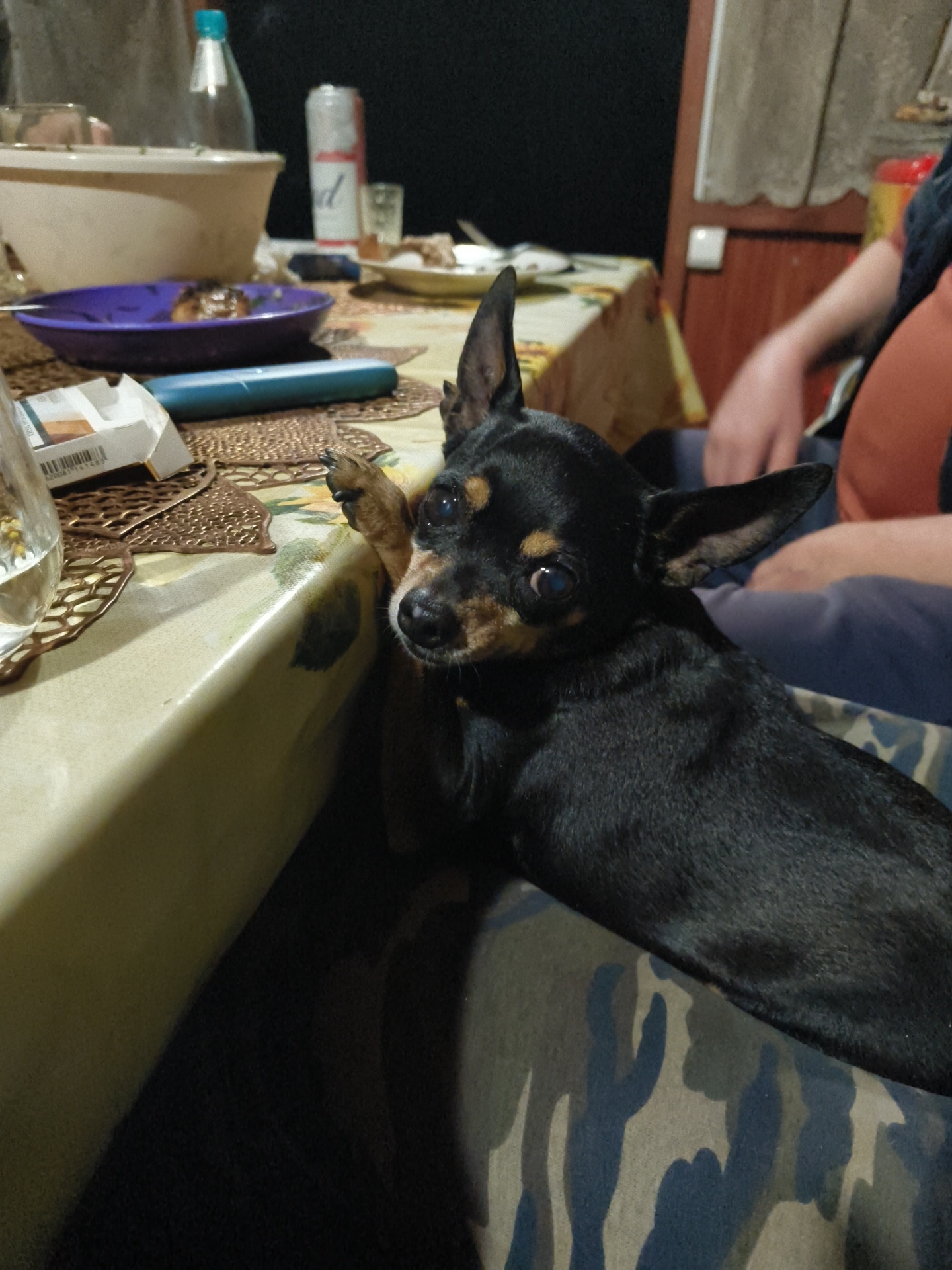 A black Miniature Pinscher with tan markings rests its paw on the edge of a table covered with a light-colored tablecloth. The dog's head is turned to the side, and its eyes are open. The table is set with various items, including a purple plate with food, a pack of cigarettes, a glass with liquid, and a silver can. In the background, a person's arm is visible, and a wooden door is slightly ajar. The environment appears to be indoors, likely in a residential setting within the city of Pravdist-1 SNT, Russia.