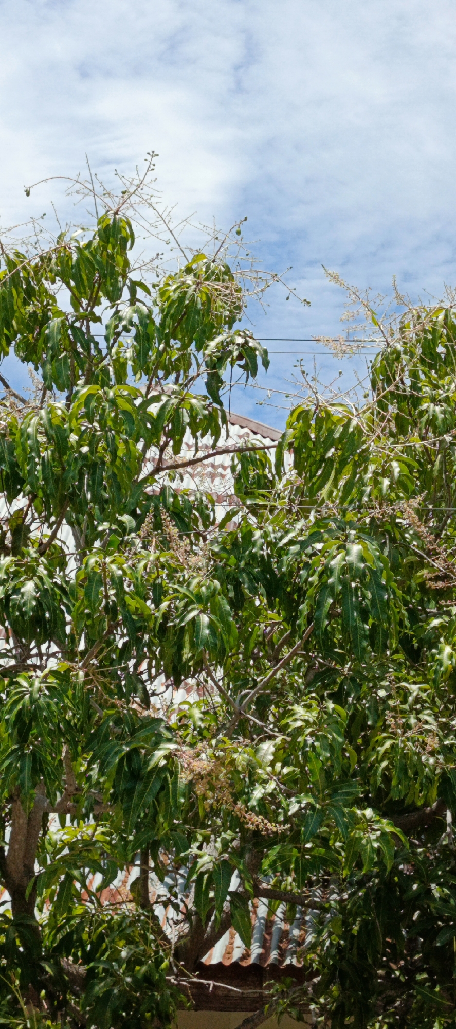 A vertical, medium-shot photograph captures a dense cluster of green mango leaves and branches against a bright blue sky with scattered white clouds. The mango tree, likely in the village of Pasi Rawa, Indonesia, displays numerous small, developing mangoes and clusters of flowers. The branches are interspersed with some bare, twiggy parts. Partially visible behind the foliage, in the upper half of the frame, is the corrugated metal roof of a building, possibly a house, with some white and reddish-brown tiles. A dark electrical wire runs horizontally across the upper part of the image, passing through the tree branches. The lighting suggests it is daytime, with bright sunlight illuminating the scene. No people are present.