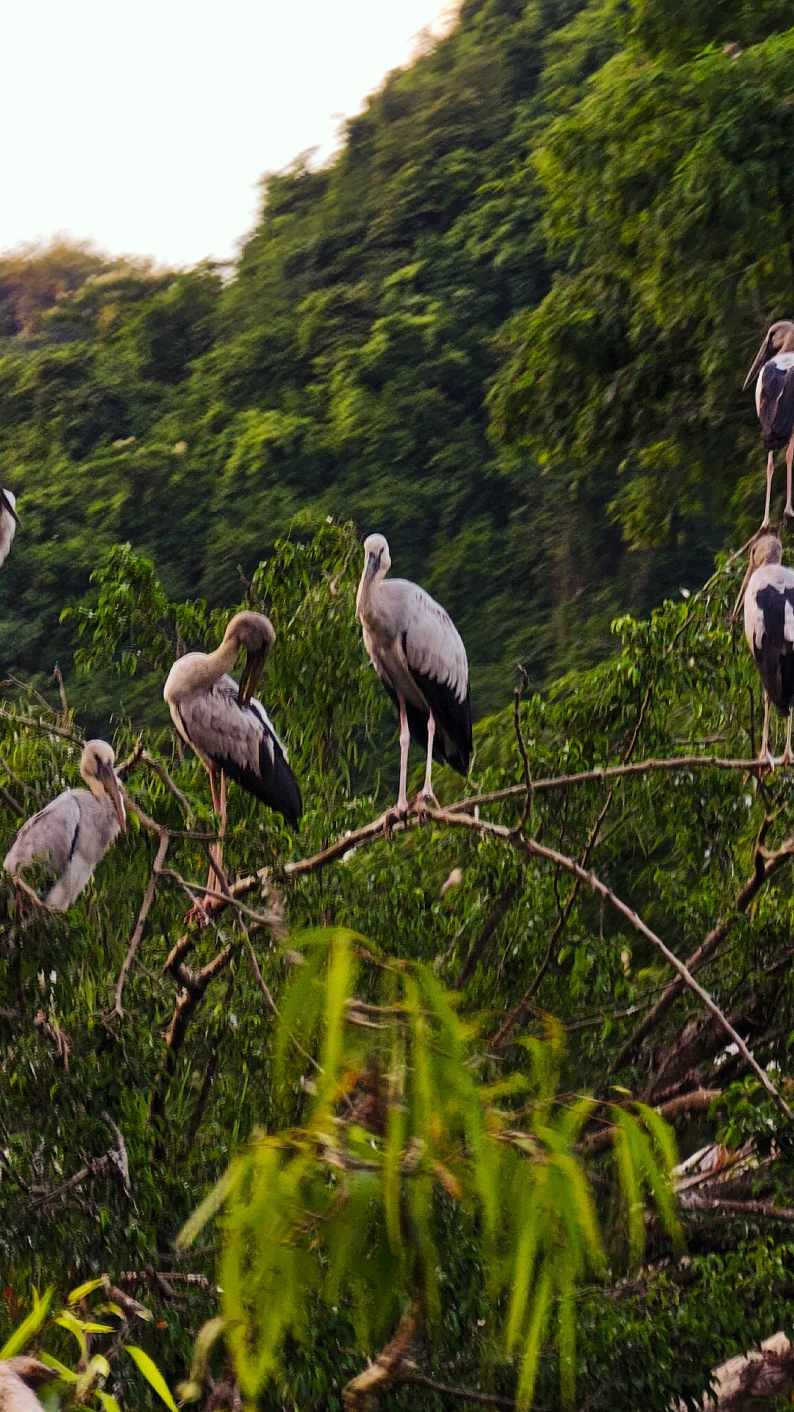 The image shows a group of Asian openbills perched on tree branches against a backdrop of lush green foliage and a light sky. The birds, characterized by their light grey bodies and black wingtips, are positioned at varying angles, with some preening and others standing alert. The branches are thick and irregular, suggesting a natural, untamed environment. The scene is likely located in a rural or natural setting, possibly a park or a wetland area in Yên Sơn Ward, Vietnam, given the density of vegetation. The lighting suggests it may be early morning or late afternoon.