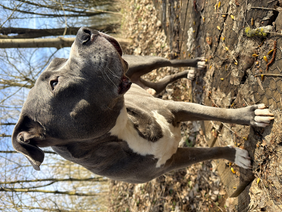 The image displays a blue-grey and white American Bully type dog standing outdoors in a wooded area, identified as Schifflange, Luxembourg. The dog is positioned centrally, facing towards the right side of the frame with its head slightly elevated, its gaze directed forward and to the right. It features short, blue-grey fur, a distinct white patch on its chest, and white paws. Its right ear is partially folded back. The ground consists of dry, fallen leaves and twigs, indicating a forest floor. Several weathered wooden planks and a section of wire mesh are visible on the ground beneath and around the dog. Scattered yellowish-brown leaf litter or seeds are present on the surface. In the background, bare deciduous trees with thin branches are silhouetted against a clear blue sky, suggesting late winter or early spring. Strong sunlight illuminates the scene from the left, creating distinct shadows on the dog's left side and across the ground. No other individuals or animals are present in the scene.