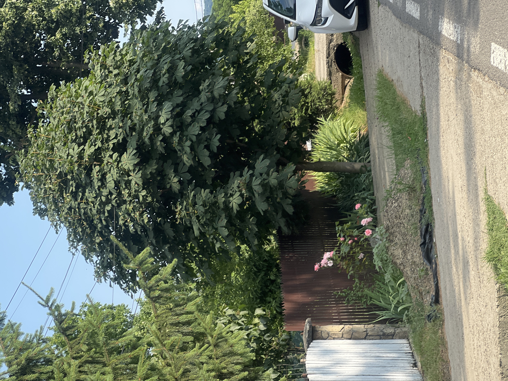 The image depicts a street scene in Bârnova, Romania, on a clear day. In the foreground, a paved road with white lane markings runs diagonally from the bottom right towards the center. To the left of the road, a grassy area transitions into a pile of gravel and then a garden with green plants and pink roses. A white wooden gate with stone pillars is visible on the far left, adjacent to a wooden fence. A large tree with broad green leaves dominates the mid-ground. Behind the fence, more trees and vegetation create a dense, green backdrop. In the background, a small arched bridge crosses a ditch, and the front right corner of a white car is visible on the right side of the road. Power lines are strung across the upper portion of the image, with a clear blue sky above.