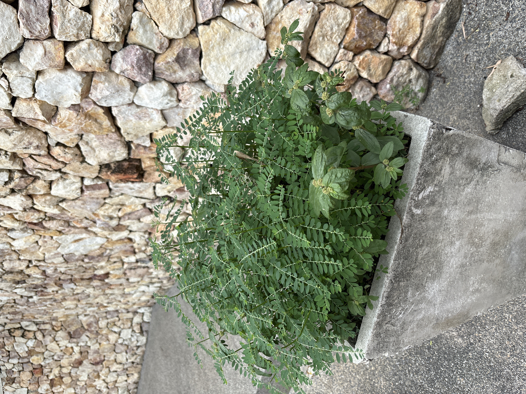 A potted plant with small green leaves and thin stems sits on a concrete pathway in front of a wall constructed from irregularly shaped stones. The stone wall is dry-stacked and features stones of various colors, including beige, brown, and pinkish hues. The concrete pathway is speckled with small dark aggregates, and a larger, rough-textured grey stone lies on the pathway to the right of the pot. The plant is lush and appears to be a type of groundcover or low-lying shrub. The scene is well-lit, suggesting it is daytime.