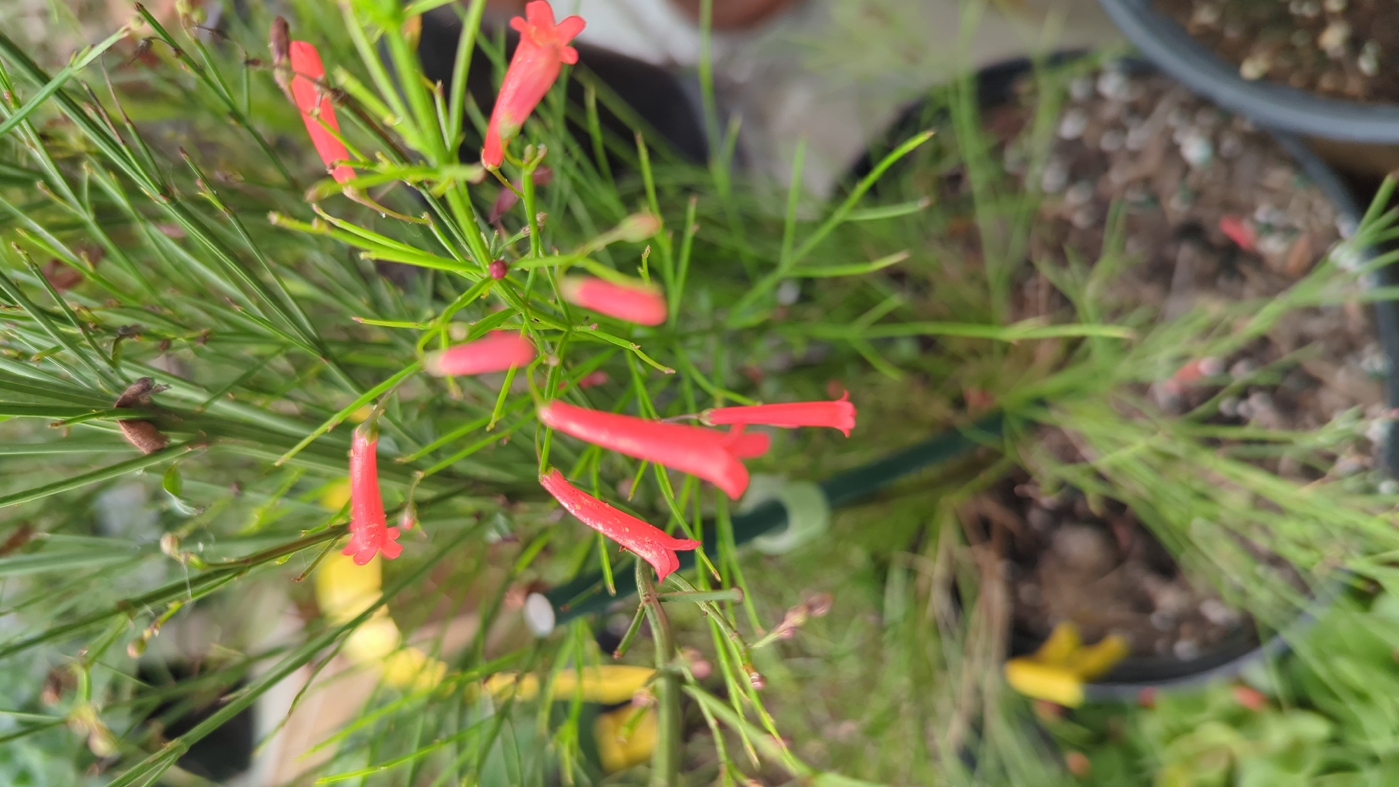 The image shows a close-up of a plant with thin, green, needle-like leaves and small, tubular, bright red flowers. Some of the flowers are open, revealing a delicate shape, while others are still in bud. The plant is potted in dark soil with small white pebbles mixed in. In the background, out of focus, are other plants and pots, suggesting an outdoor setting, possibly a garden center or a private garden. The lighting suggests it is daytime, with natural light illuminating the scene. The image does not provide any specific geographical markers to indicate its location in Laval, Canada.